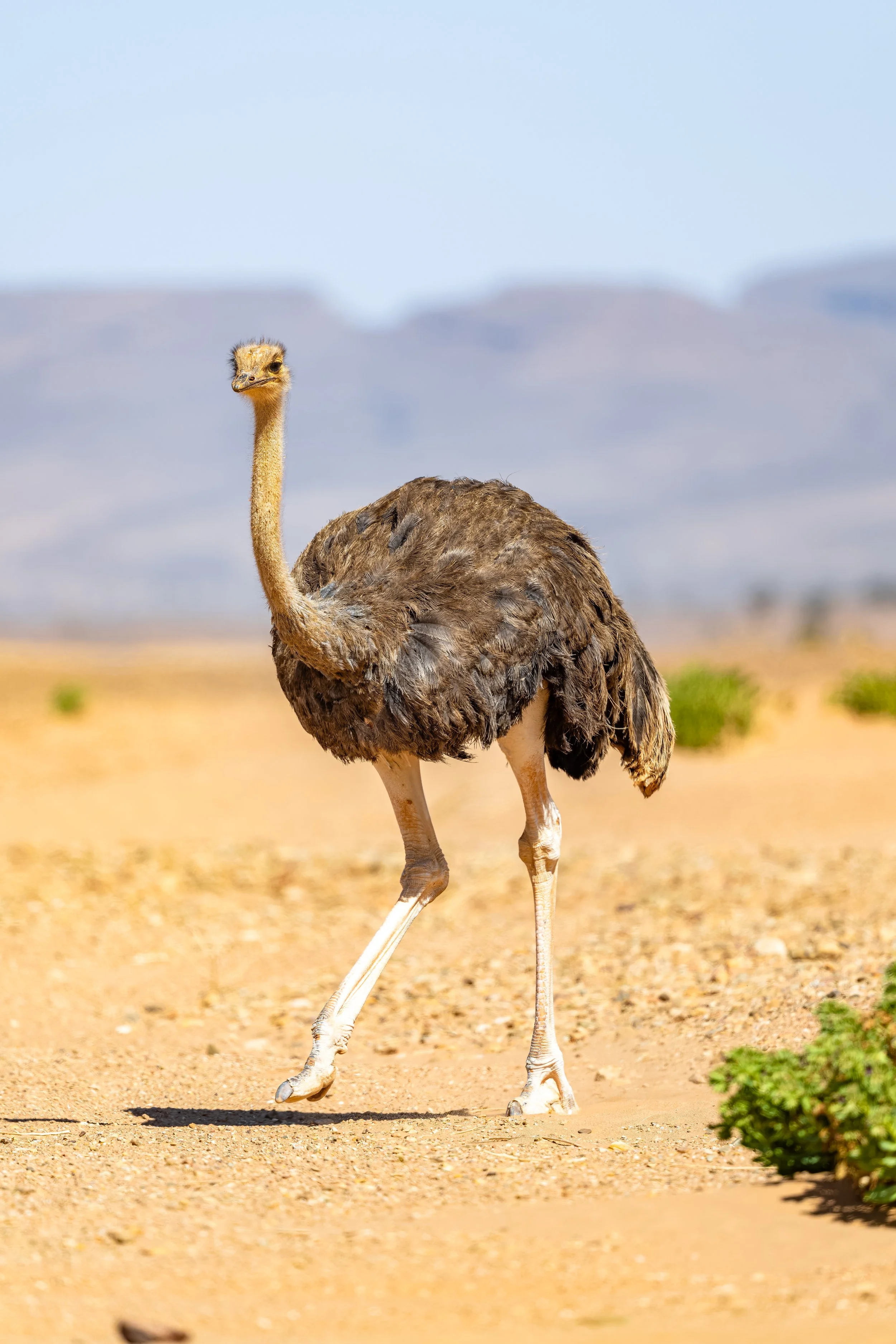 North African Ostrich 