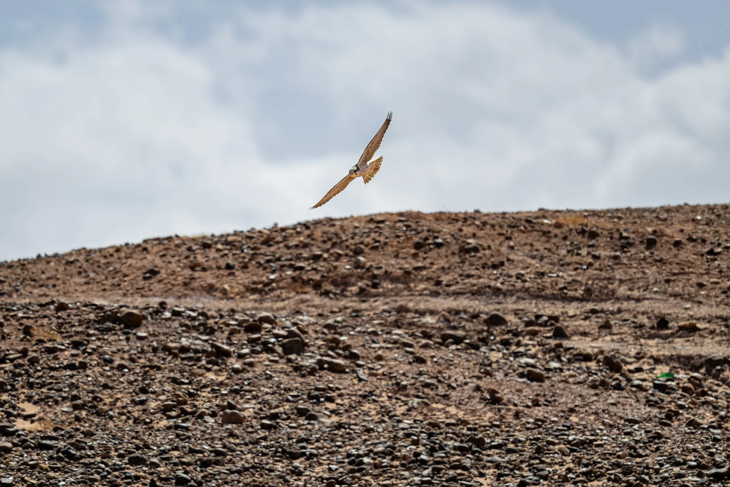 Lanner Falcon