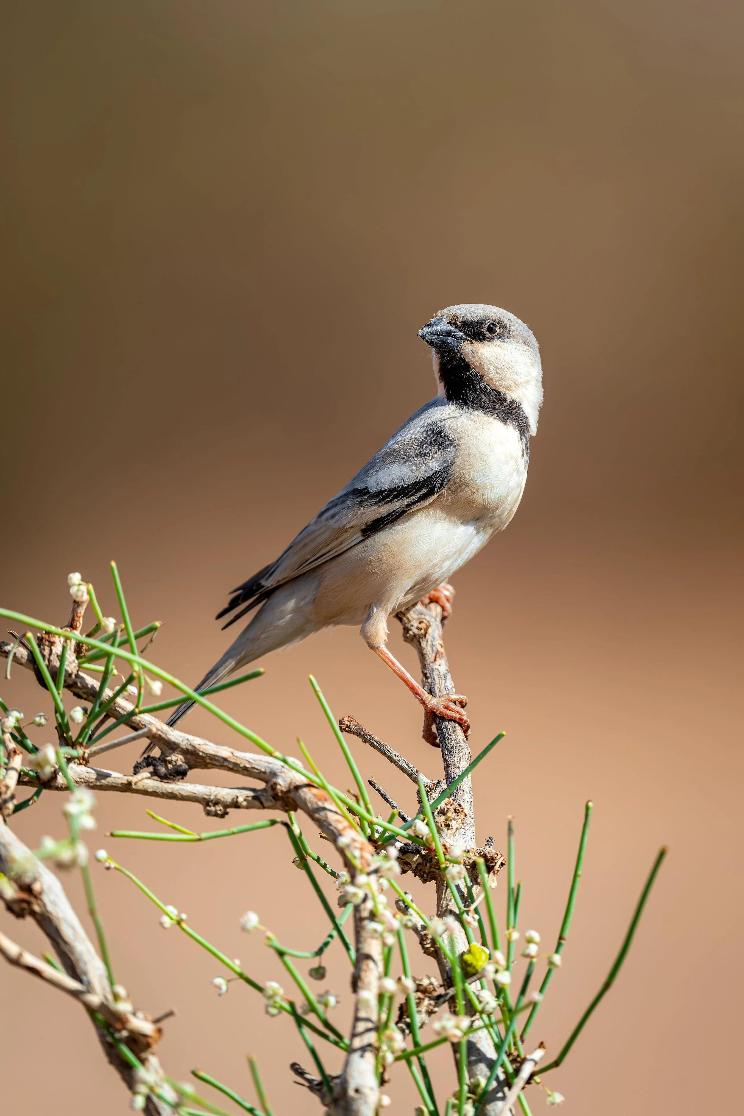 Desert Sparrow