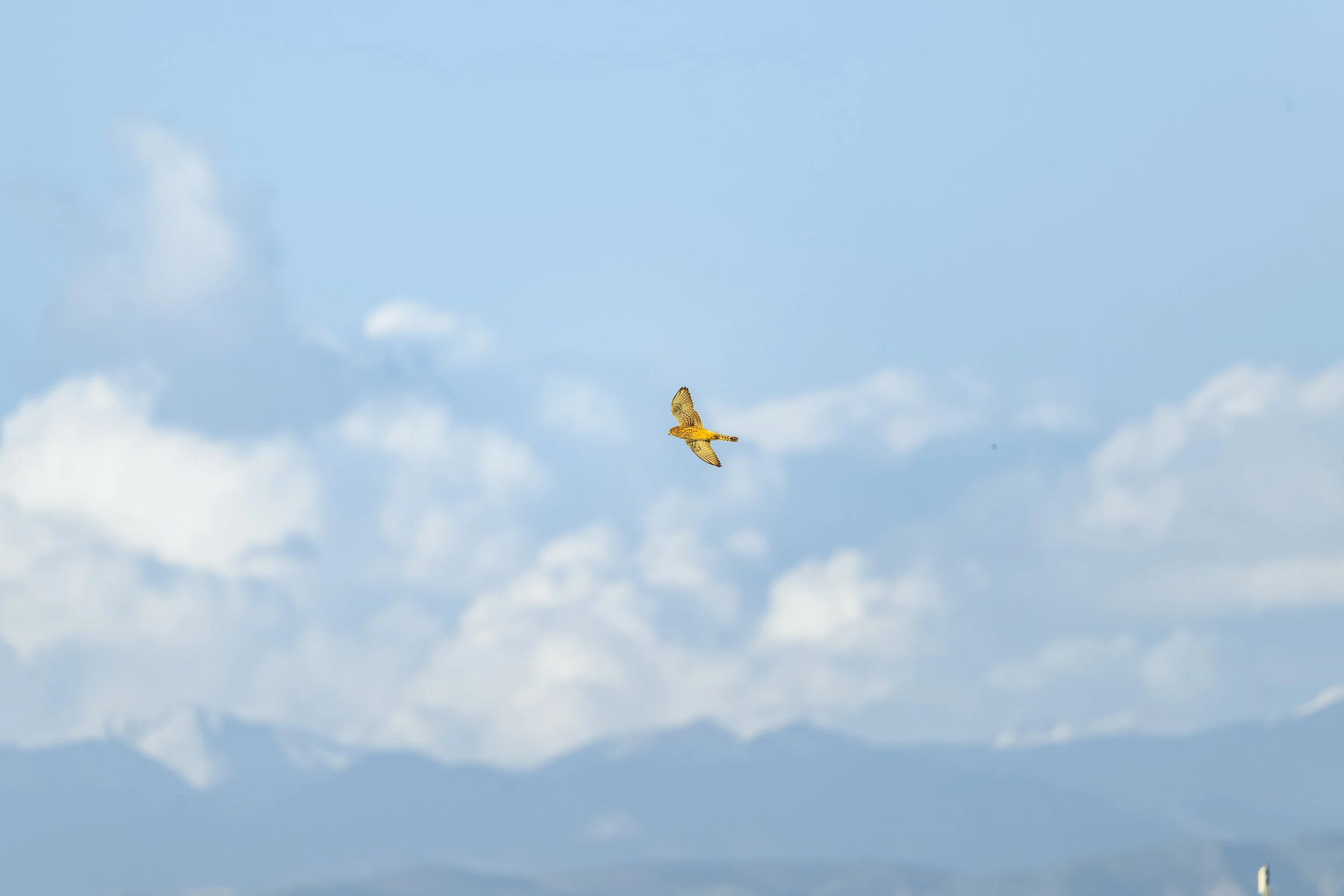 Common Kestrel (Atlas Mountains backdrop)