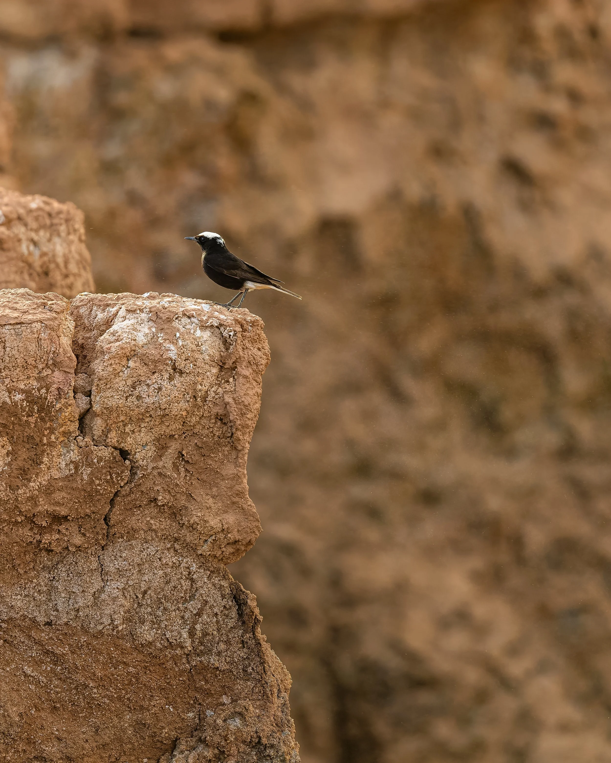 White Crowned Wheatear