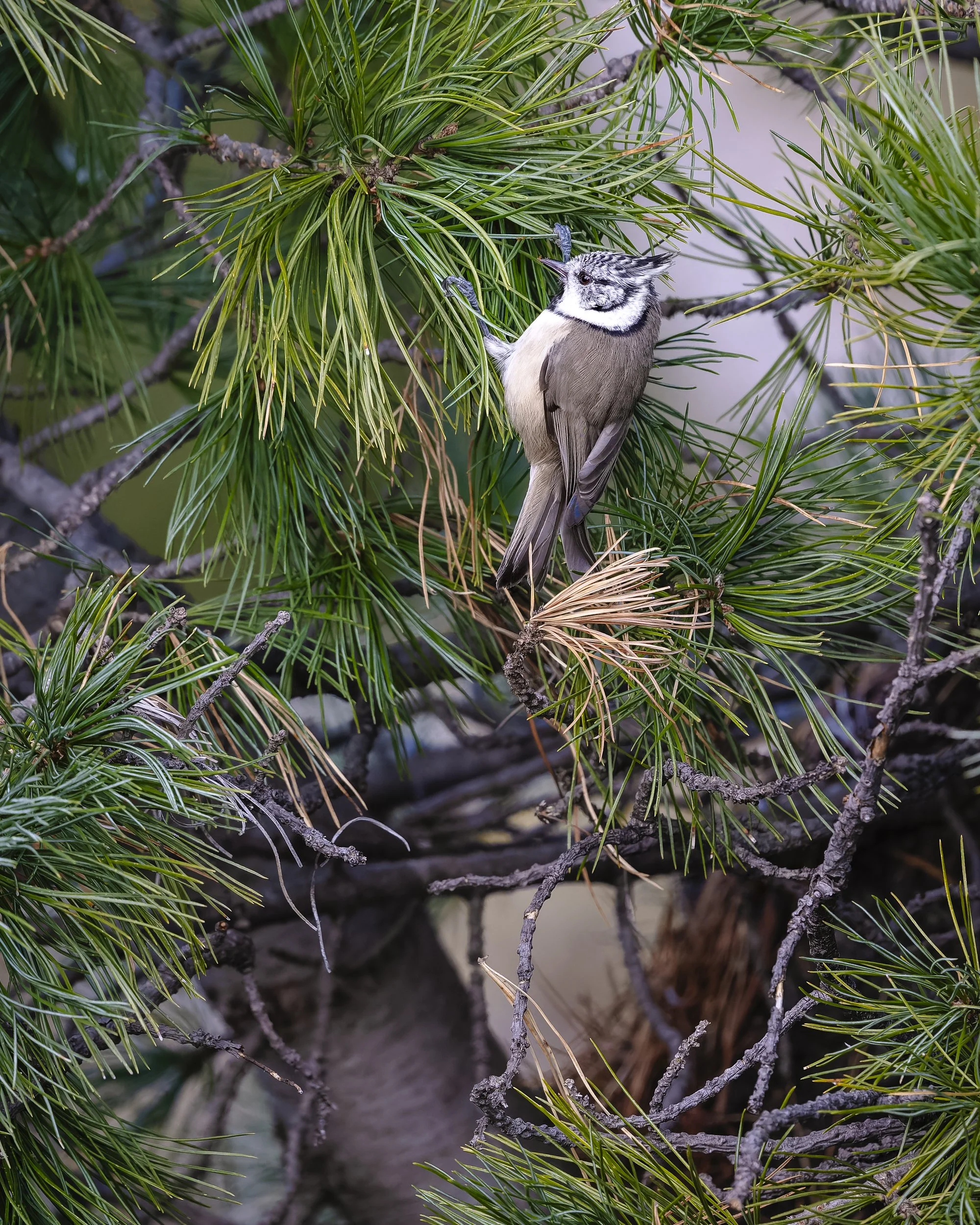 20261002-DSC_8502.jpg