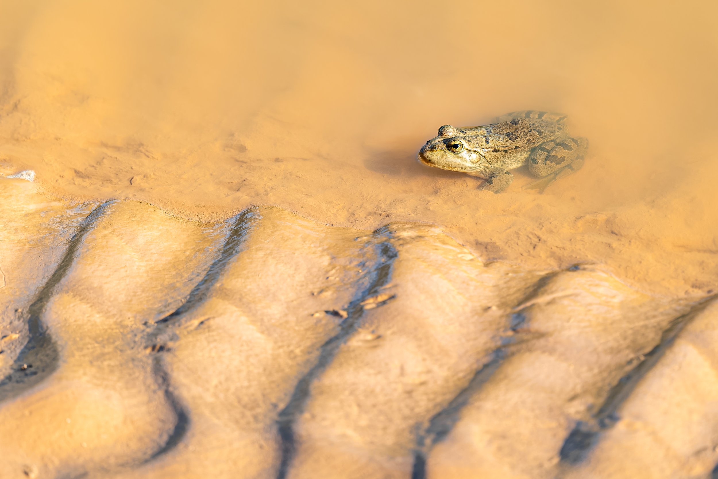 North African Pond Frogs