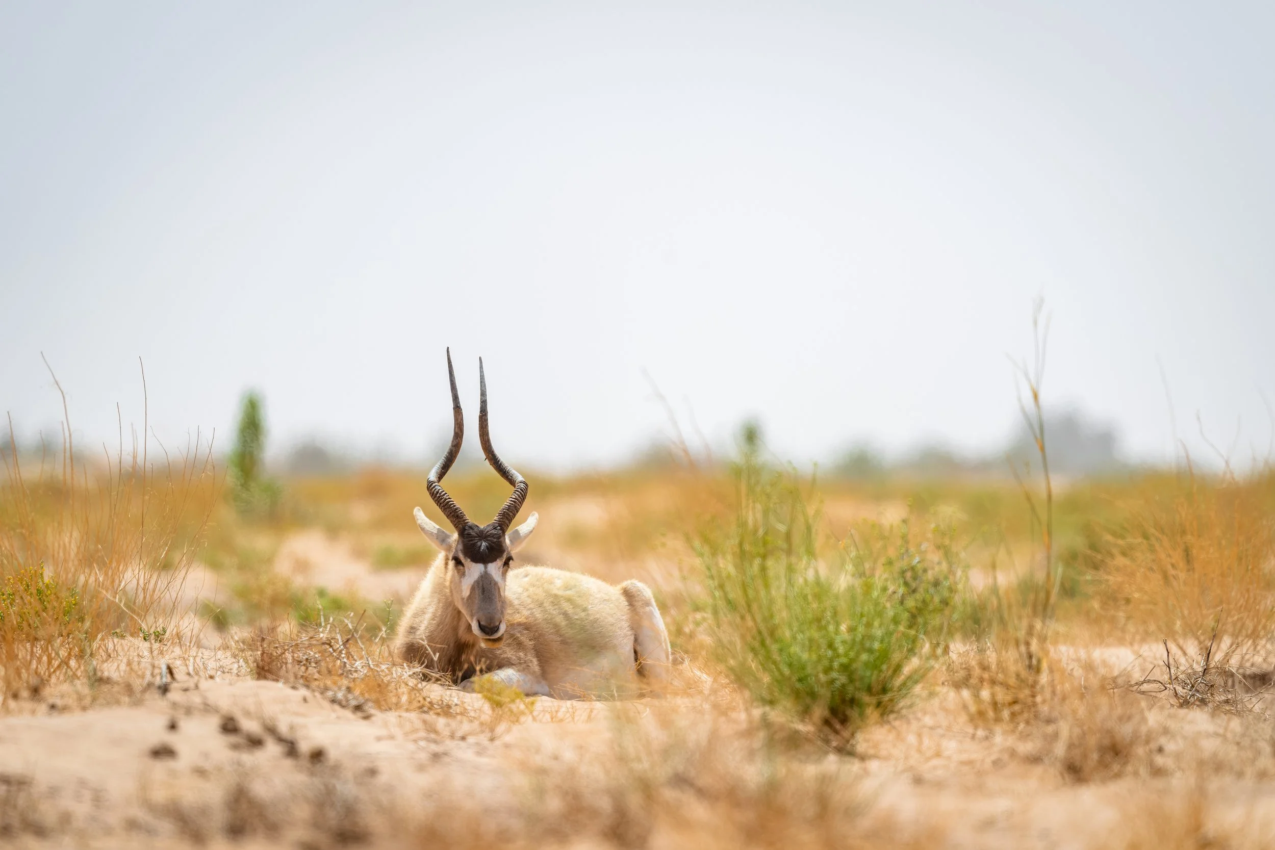 Addax 