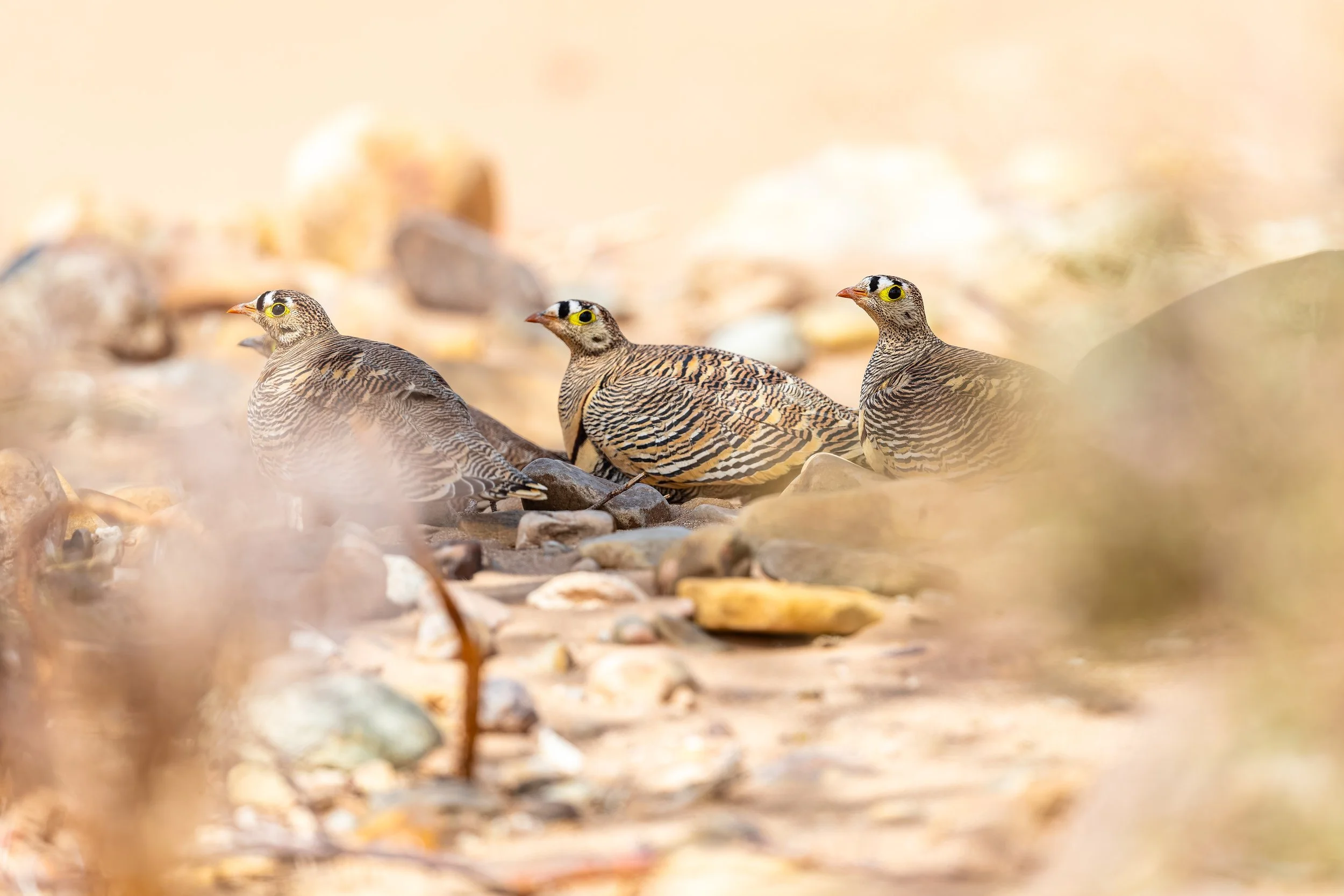 Lichtenstein's Sandgrouse 