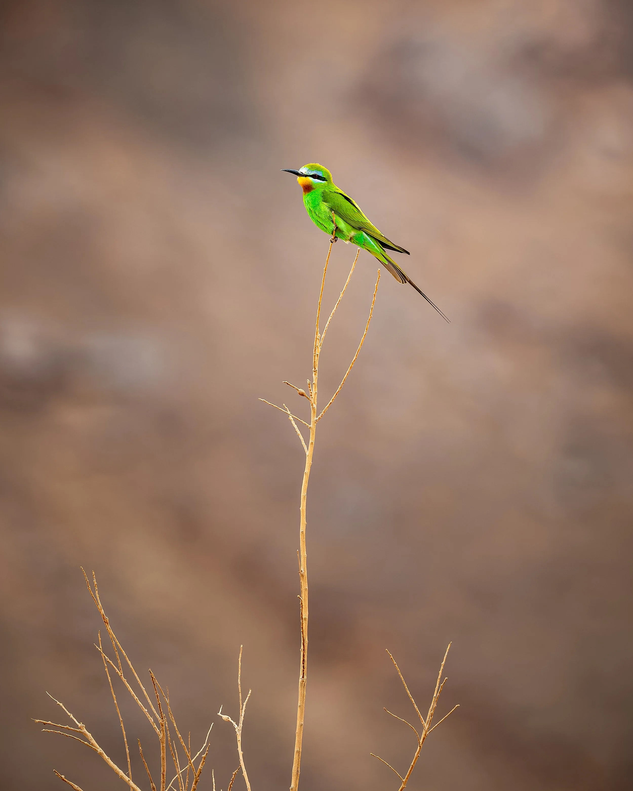 Blue Cheeked Bee-Eater