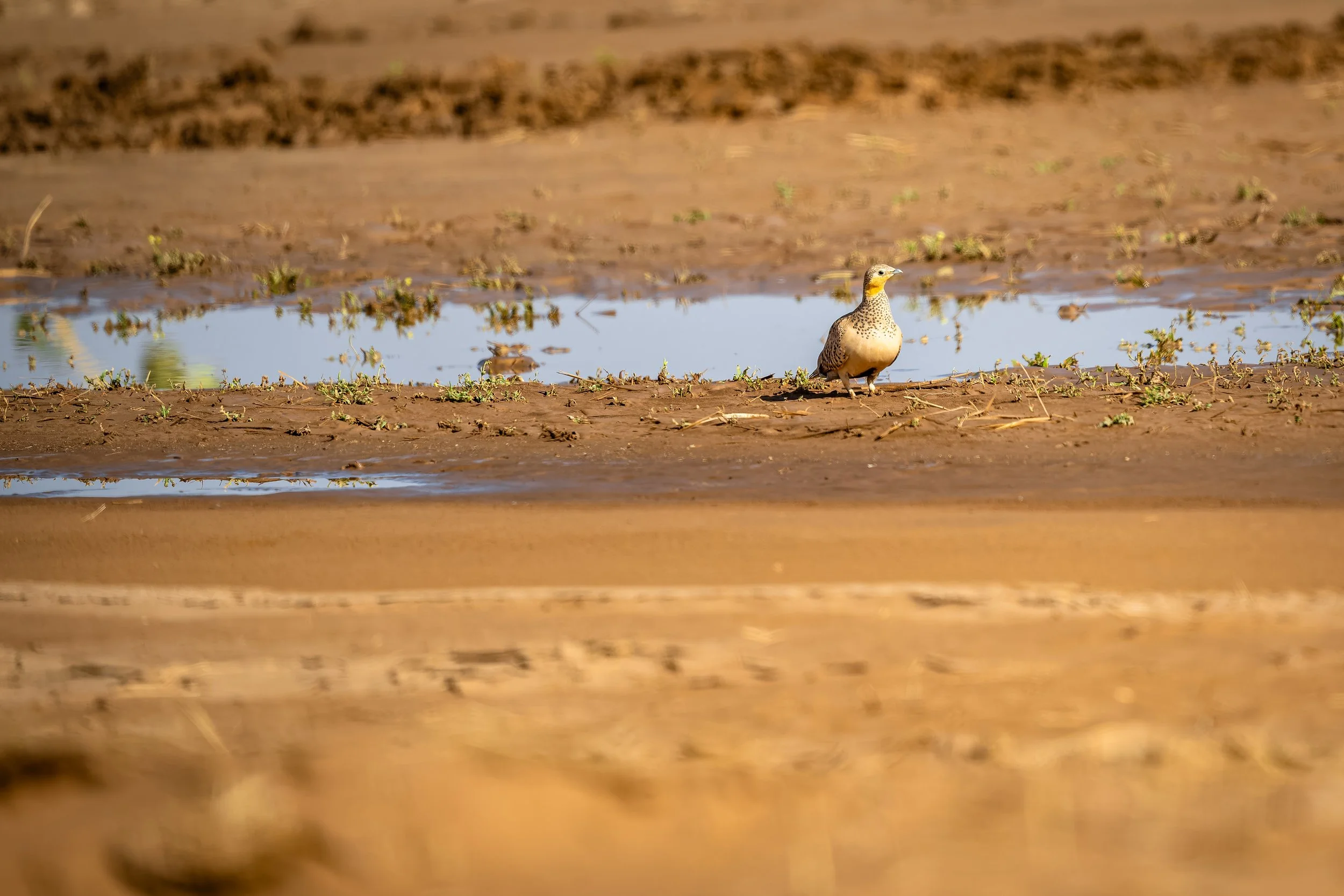 Spotted Sandgrouse