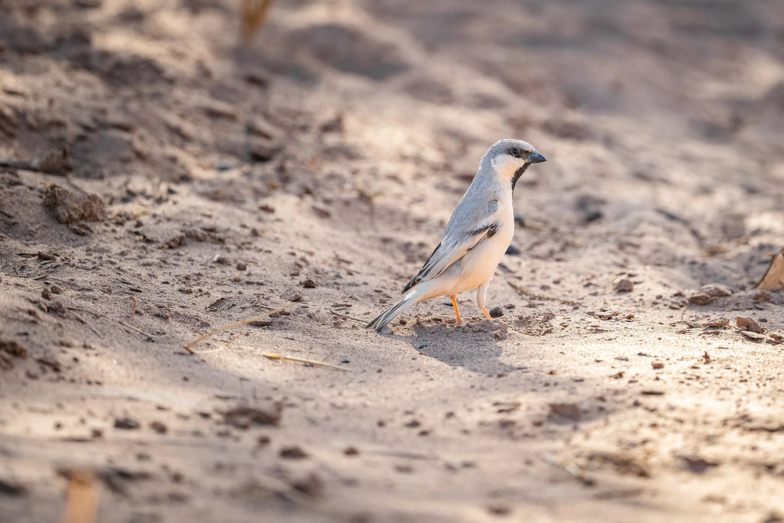 Desert Sparrow