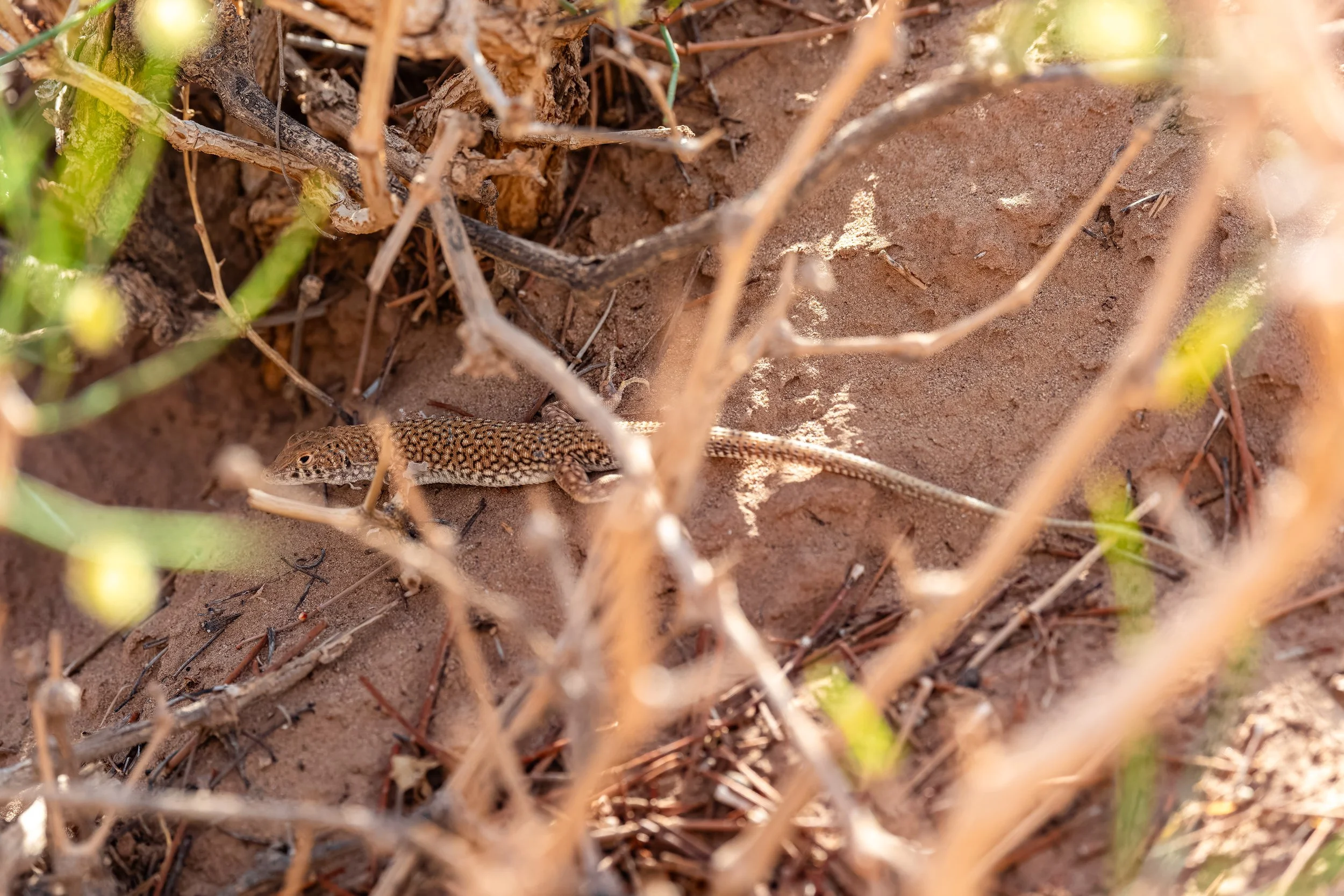 Duméril's fringe-fingered lizard