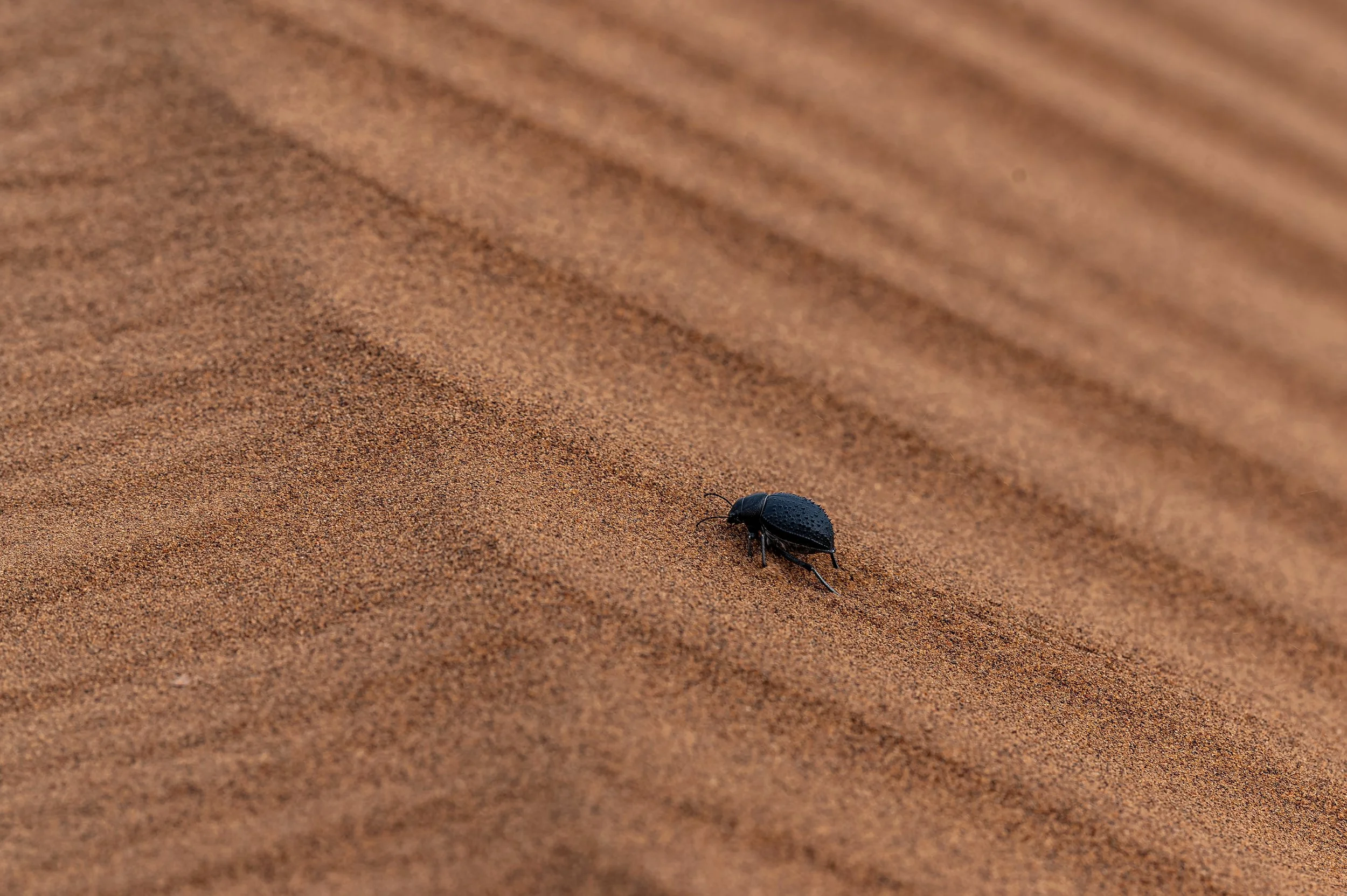 Scarab Beetle 