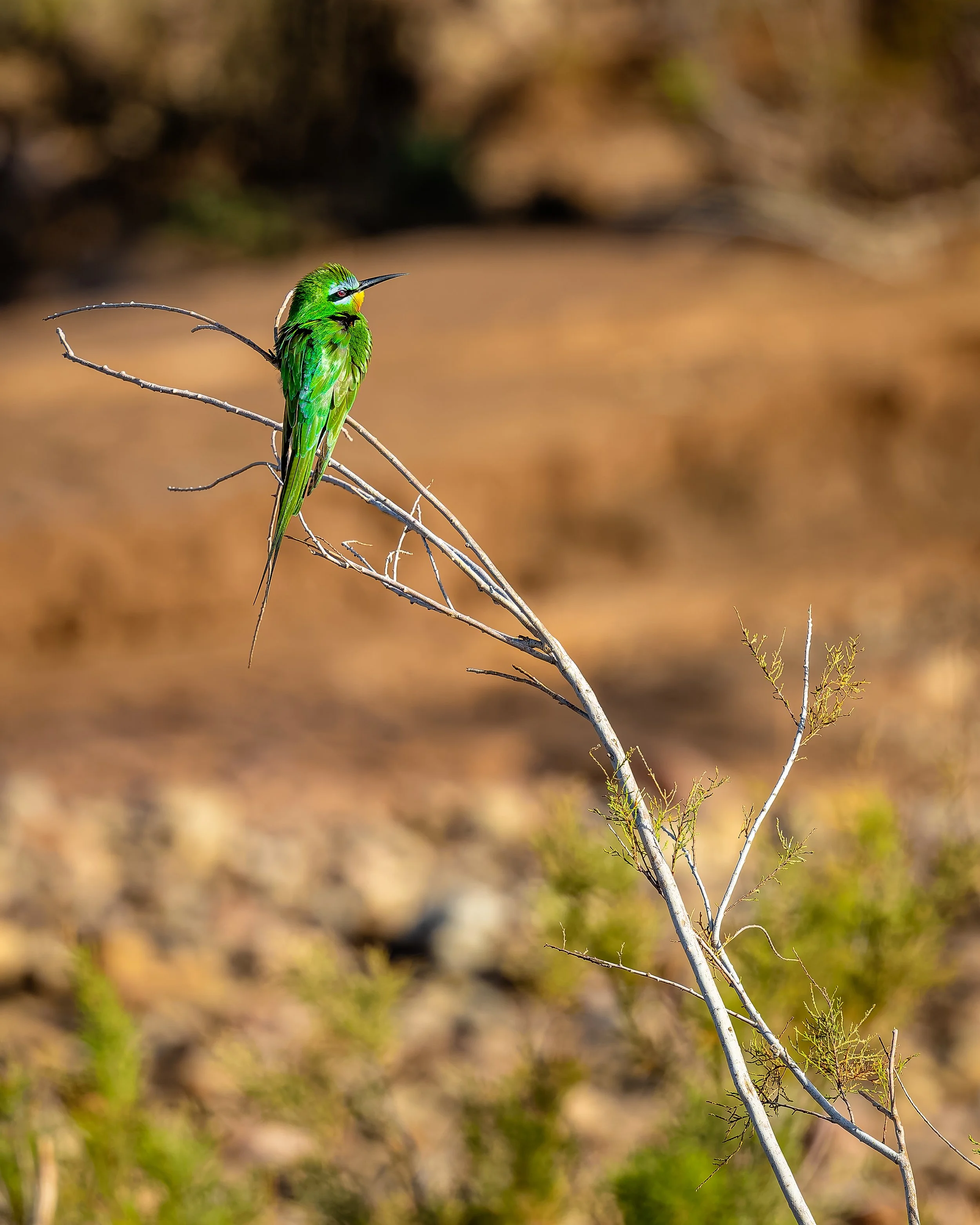 Blue Cheeked Bee-Eater