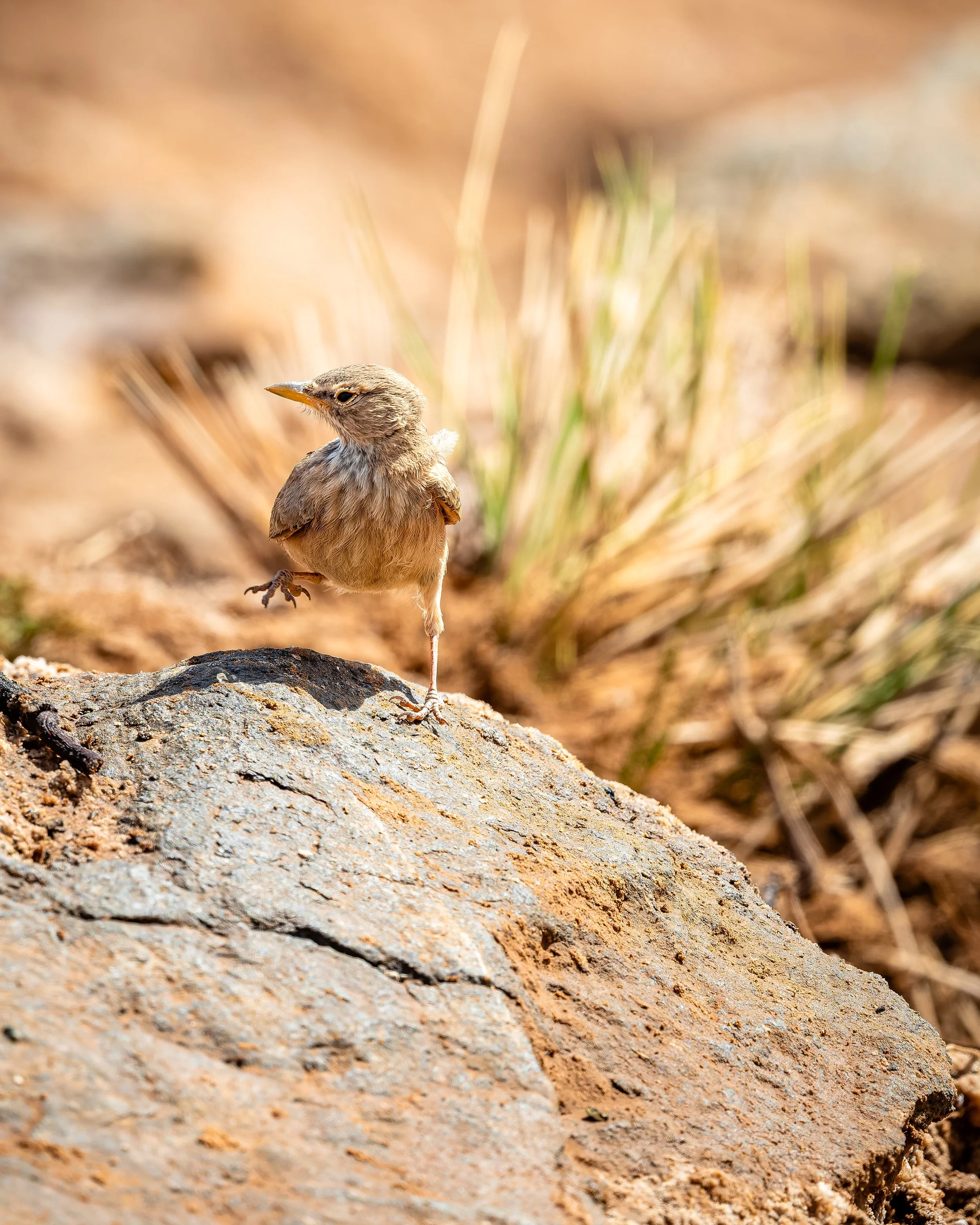 Desert Lark