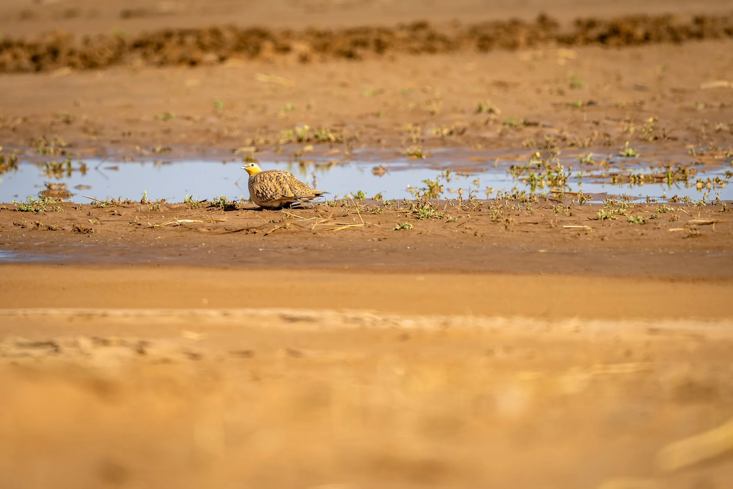 Spotted Sandgrouse