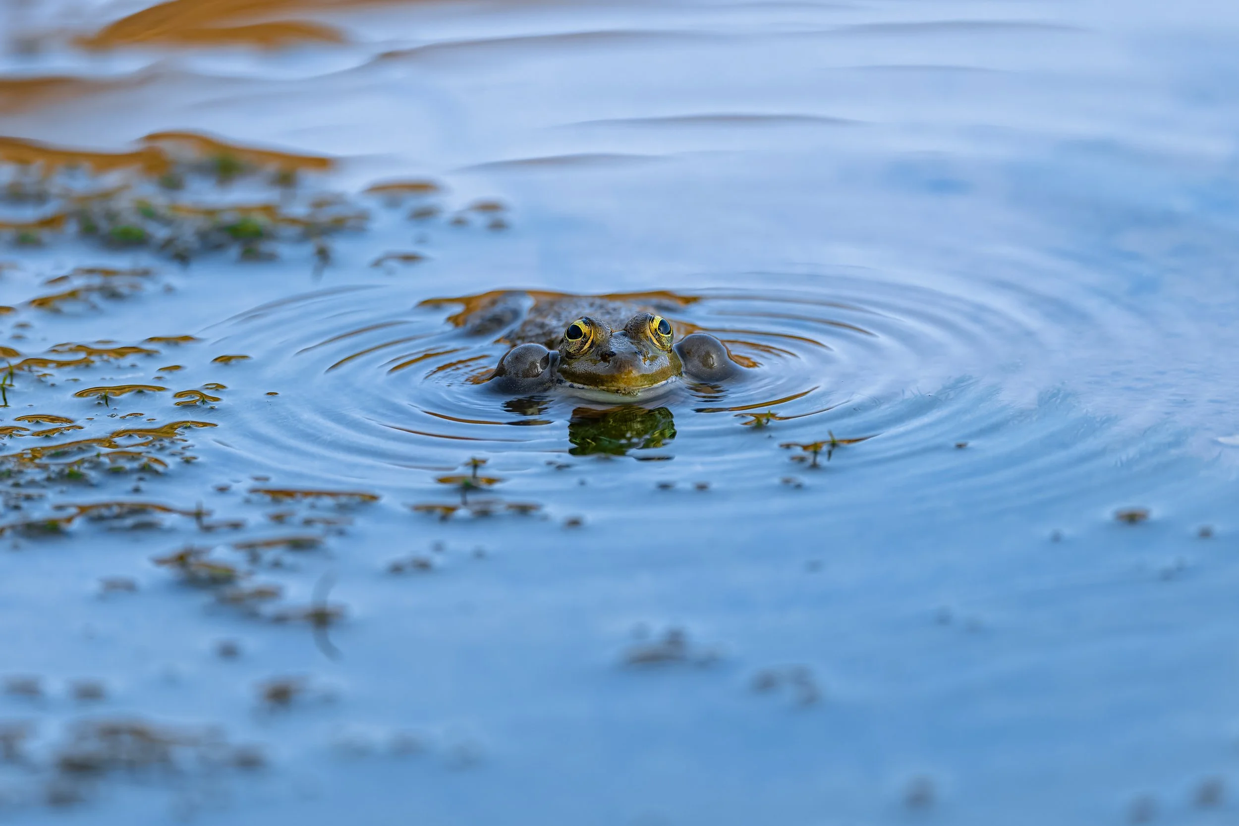 North African Pond Frog