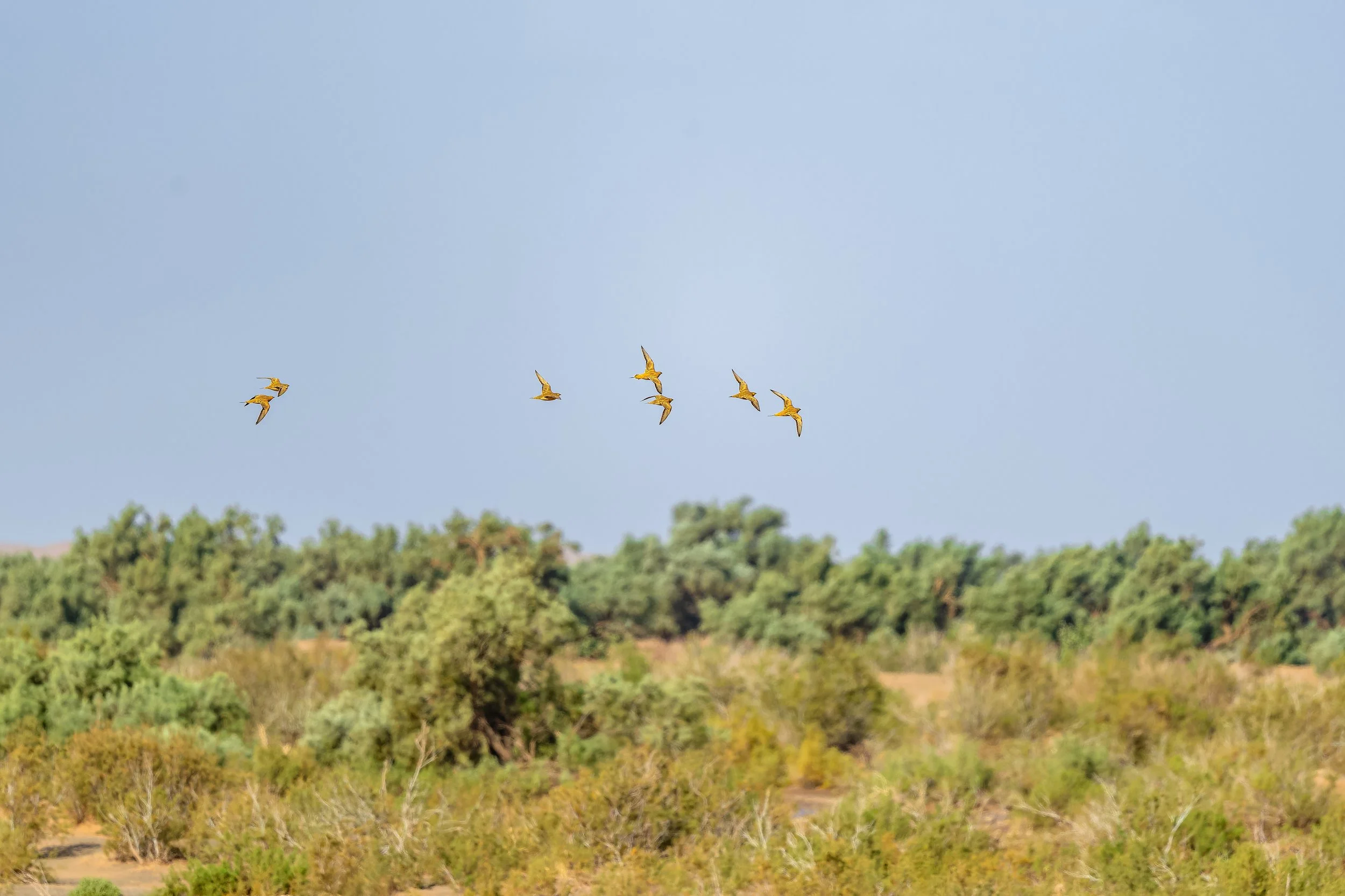Spotted Sandgrouse