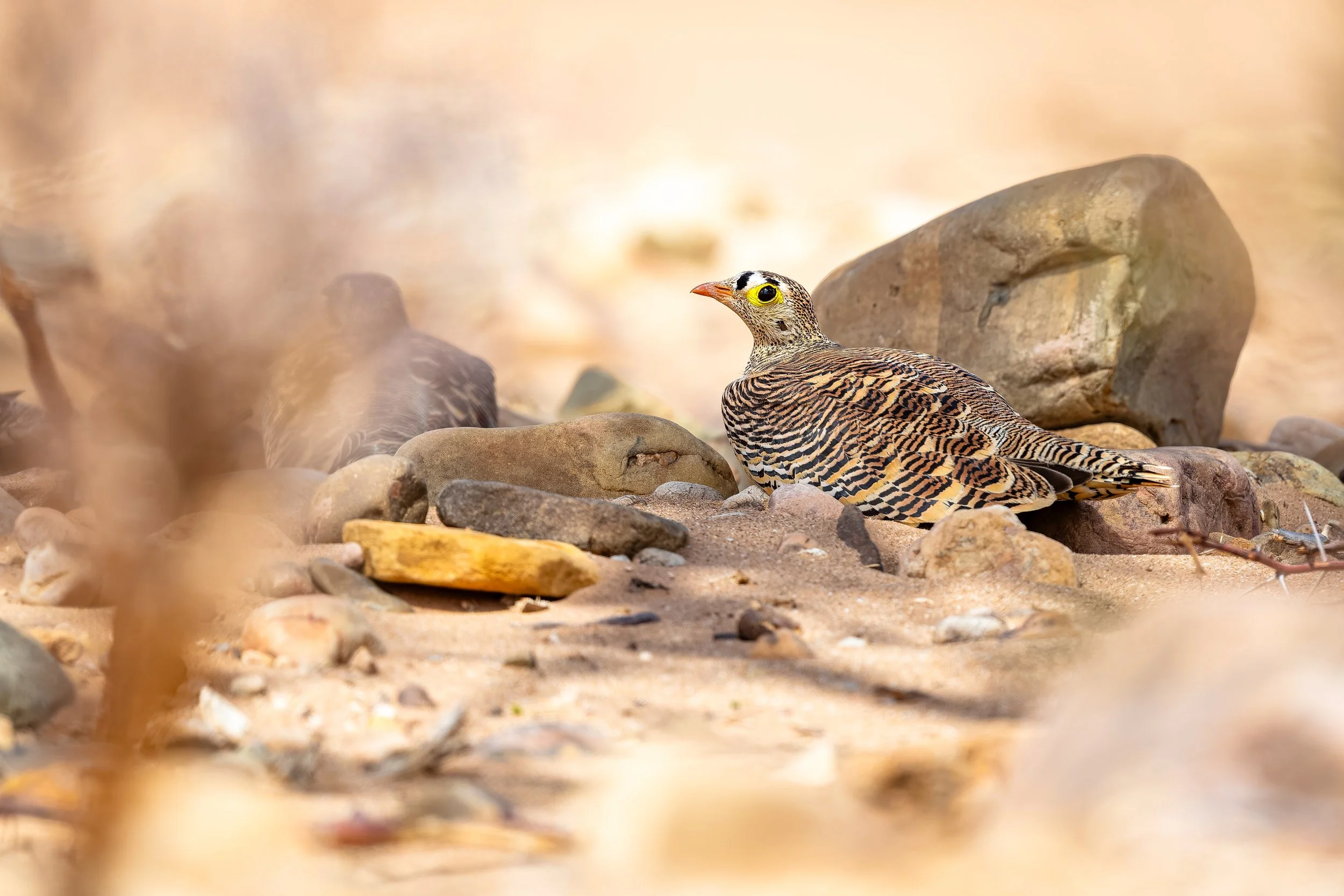 Lichtenstein's Sandgrouse 