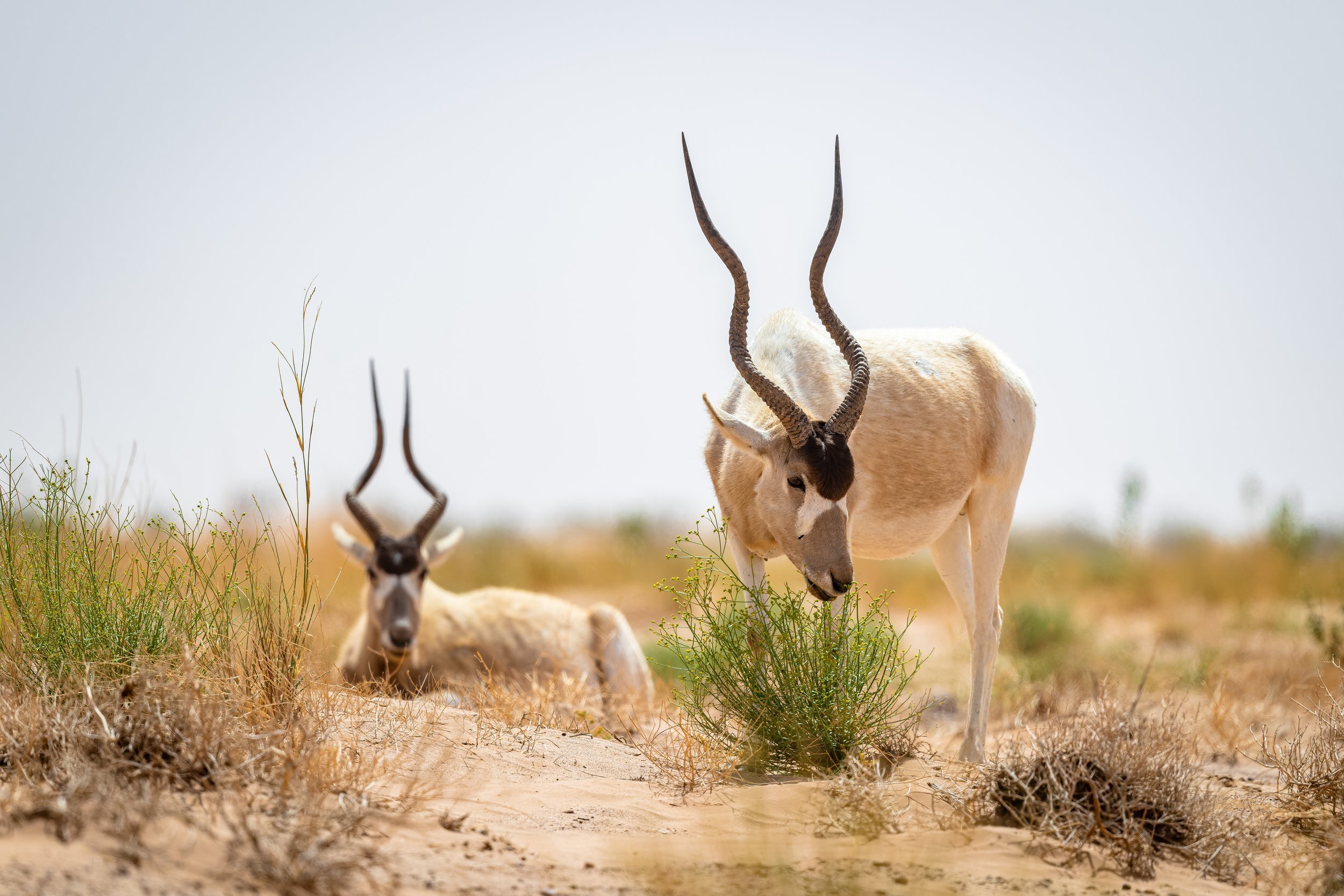 Addax 