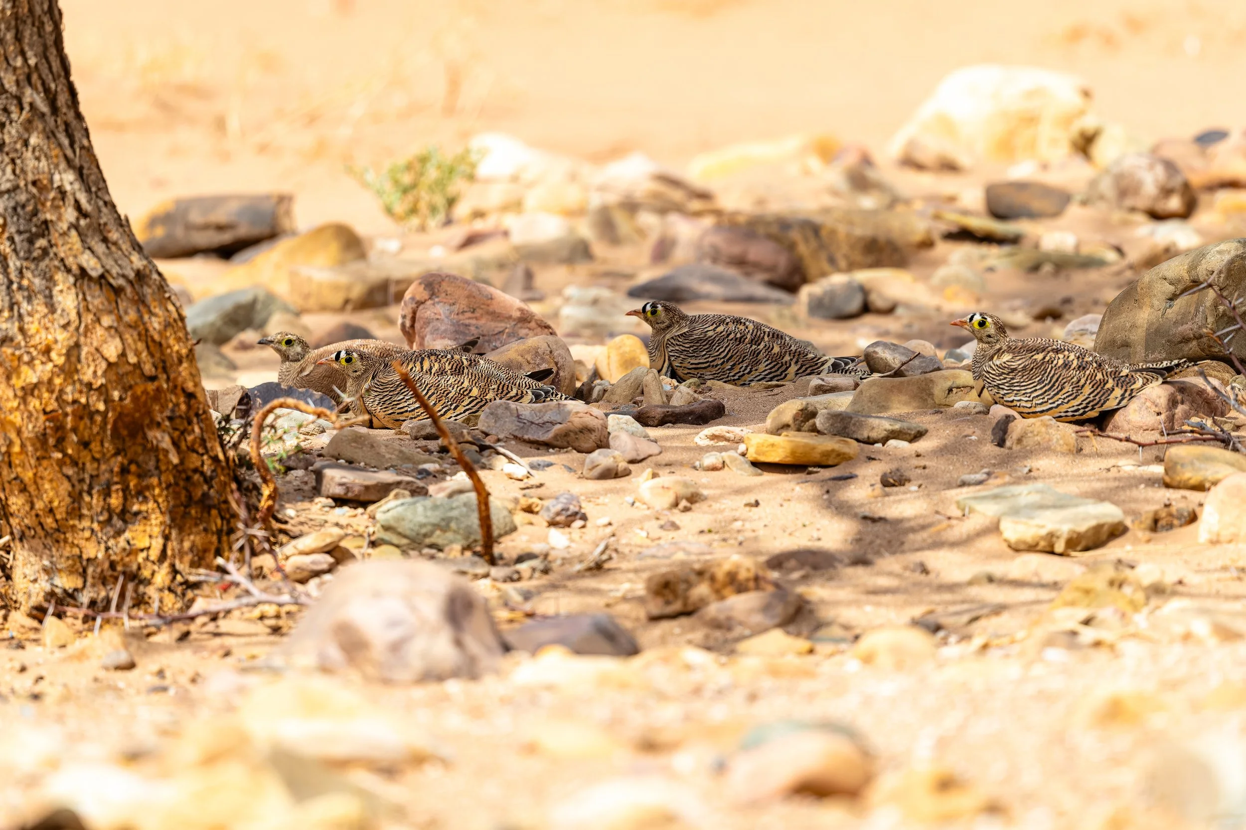 Lichtenstein's Sandgrouse 