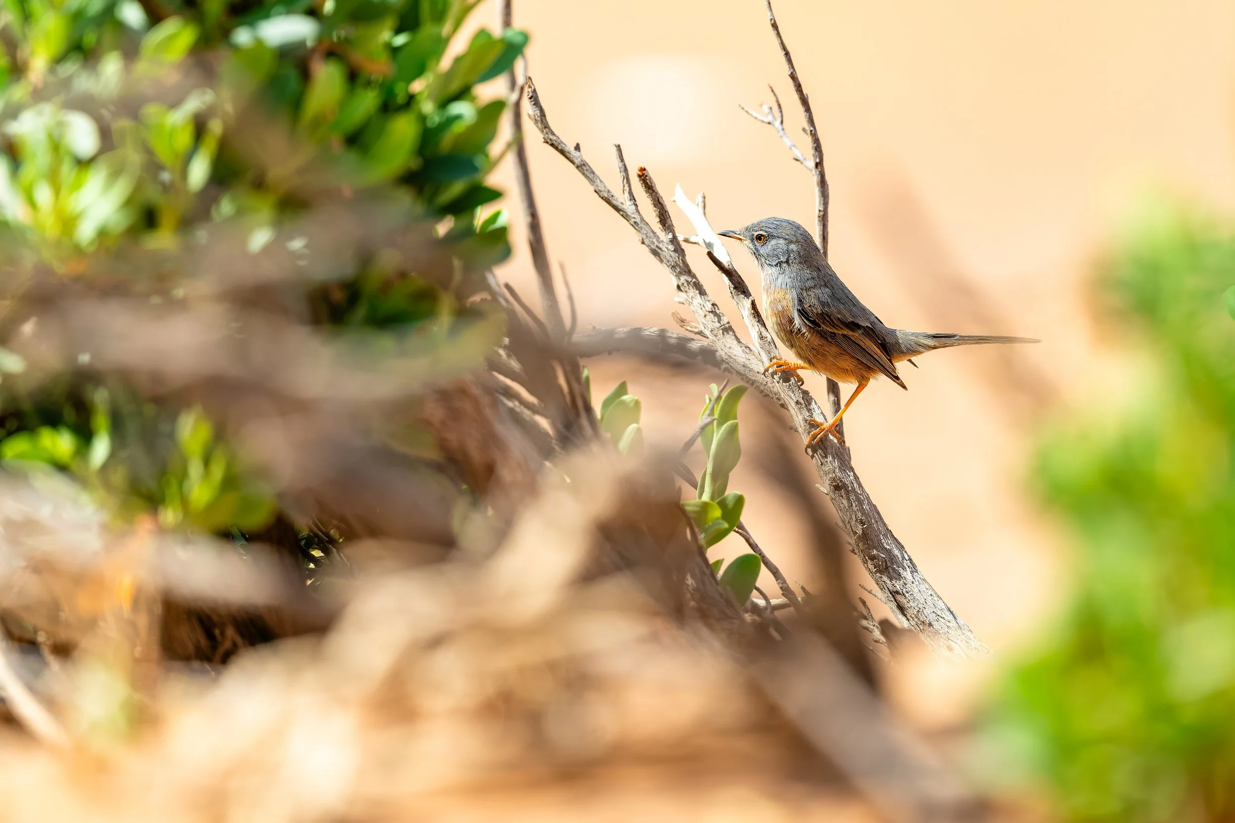 Tristram’s Warbler
