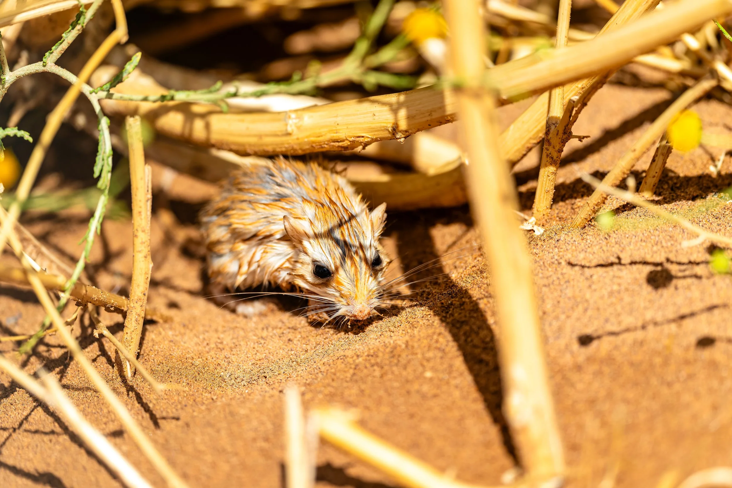 Lesser Egyptian Gerbil
