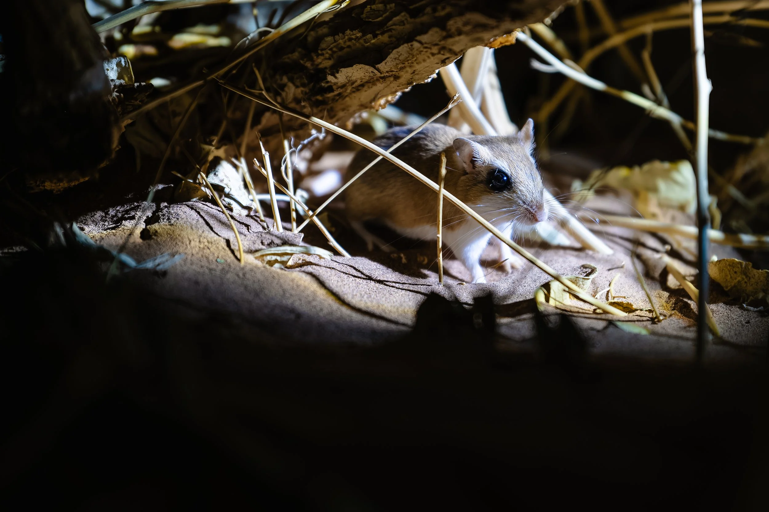 Lesser Egyptian Gerbil
