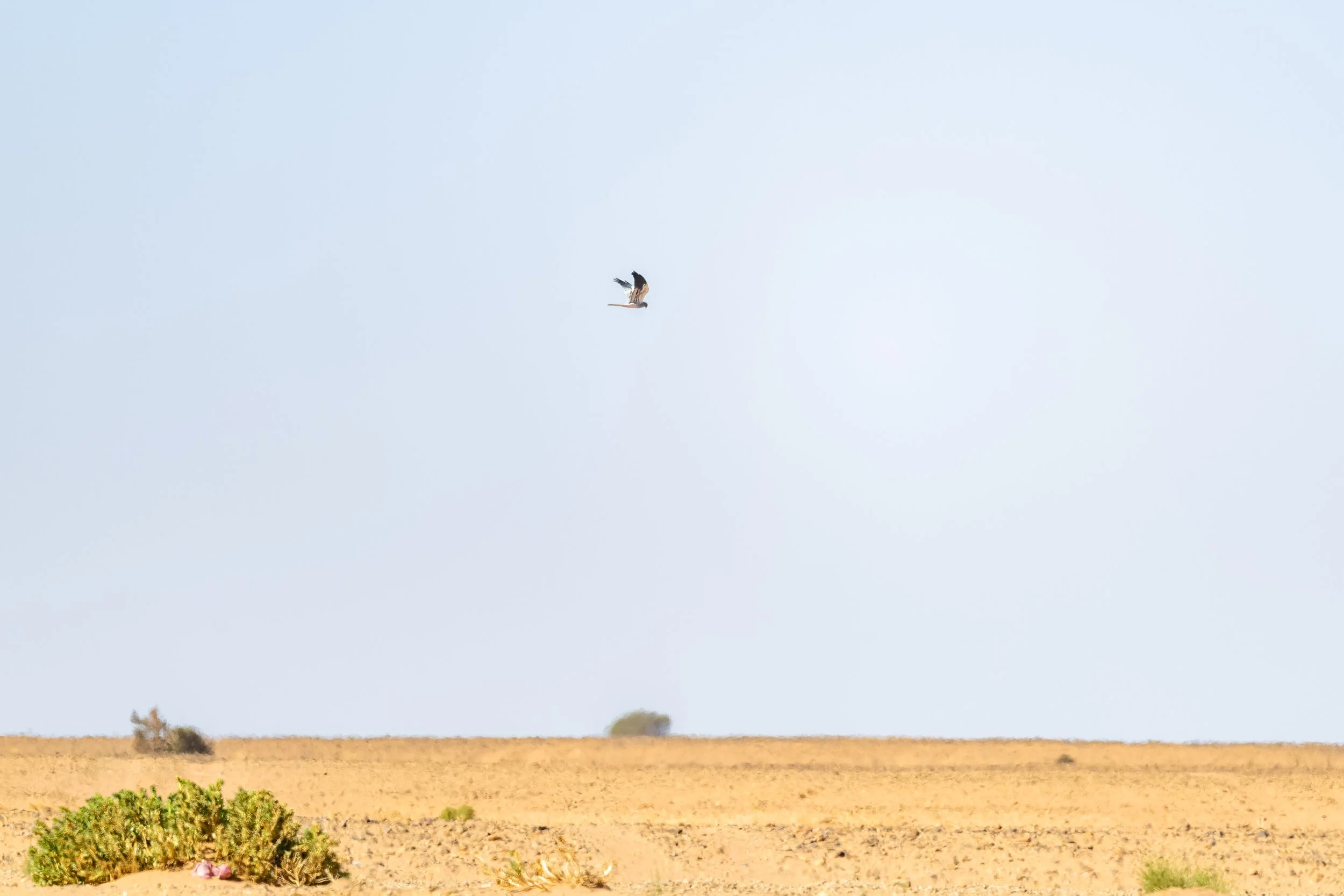 Montagu's Harrier