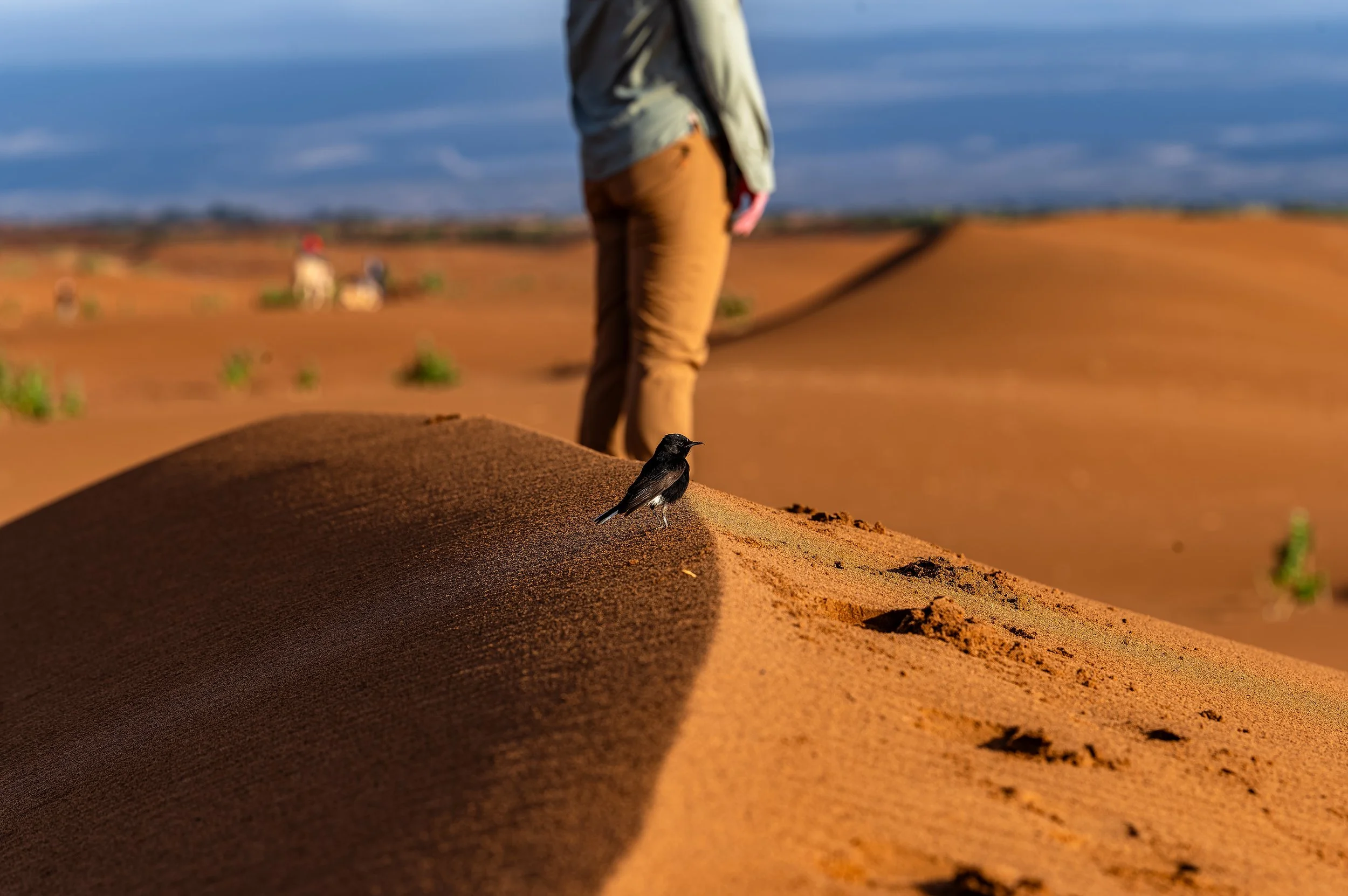 Erg Chigaga White Crowned Wheatear