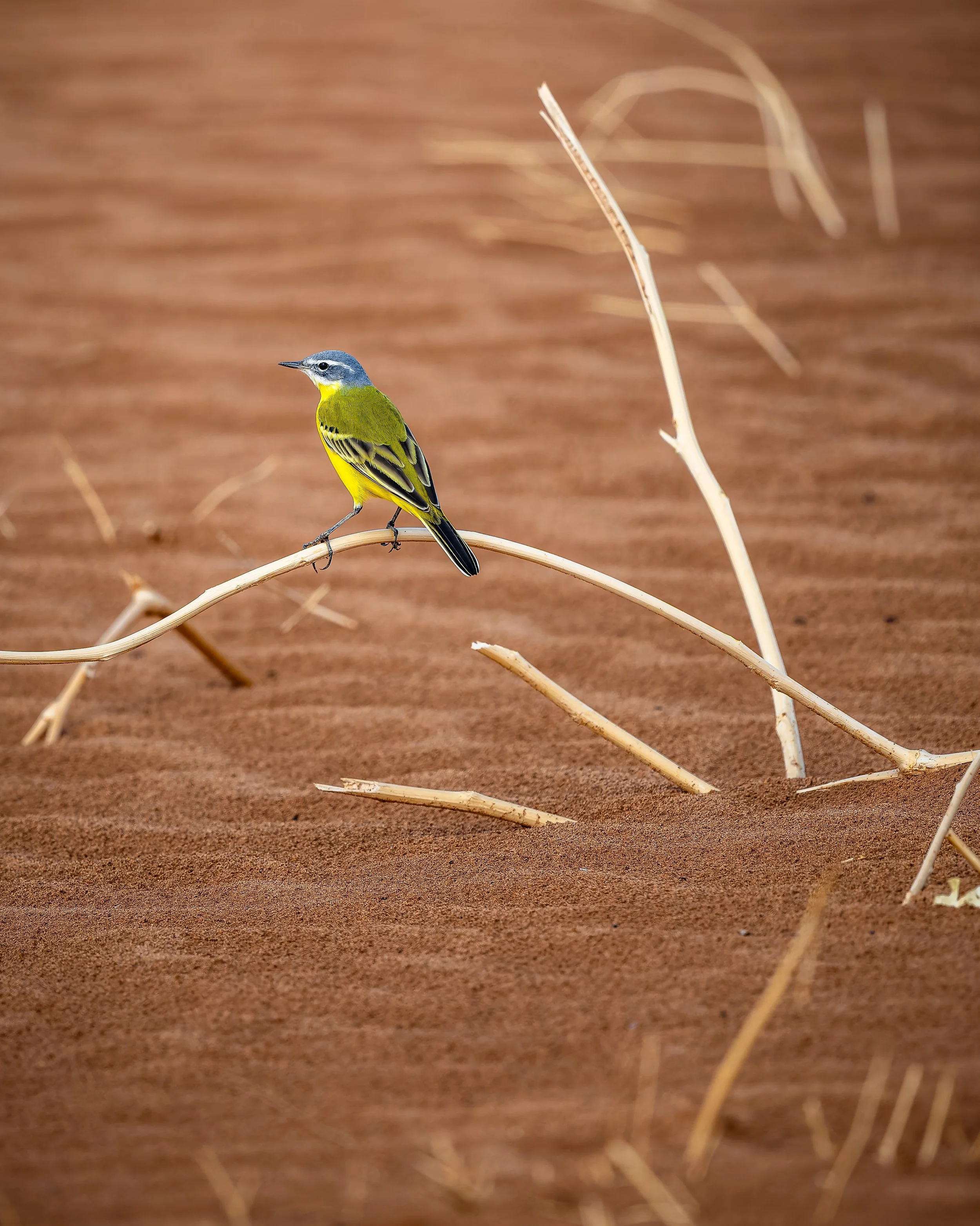 Yellow Wagtail 