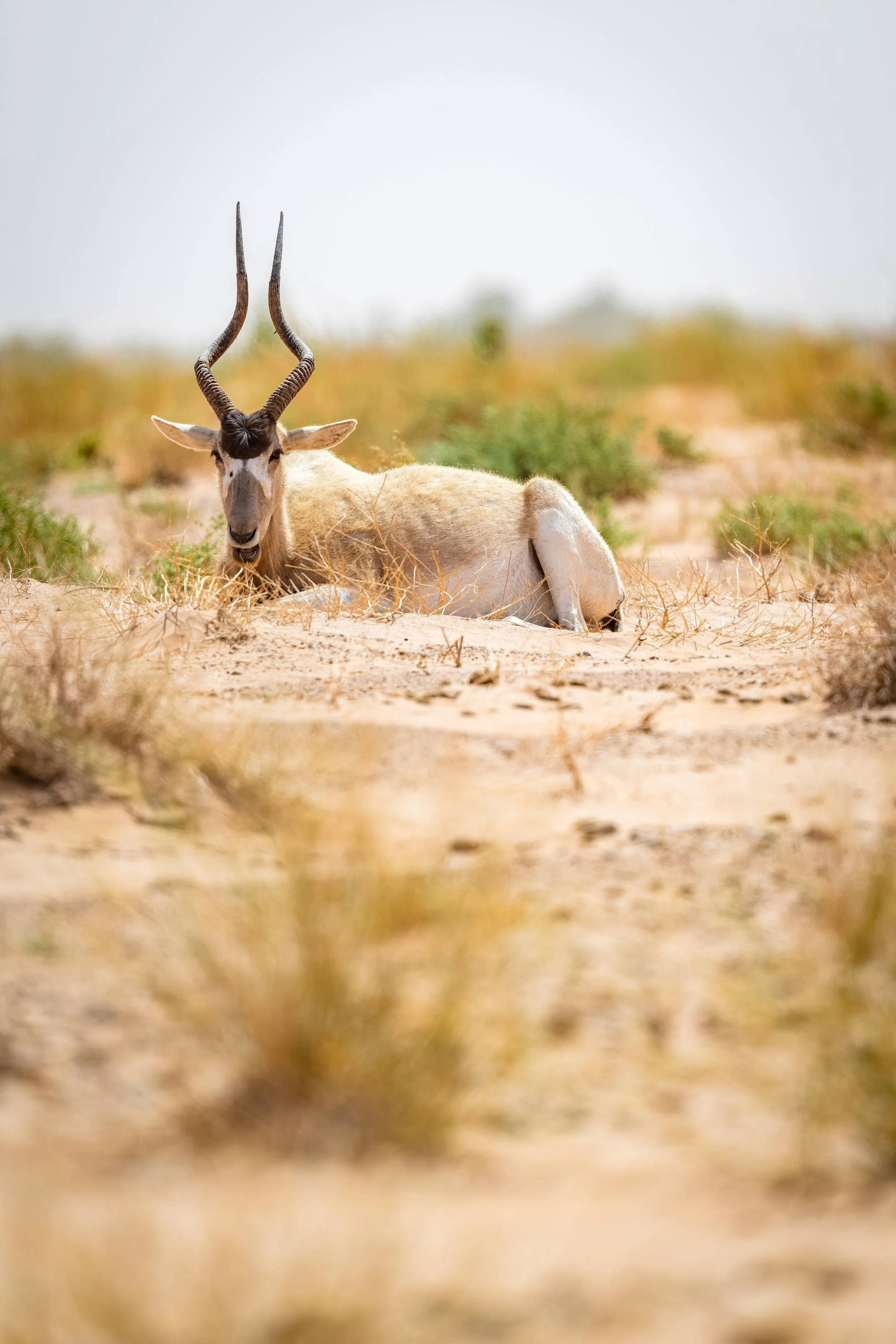 Addax 