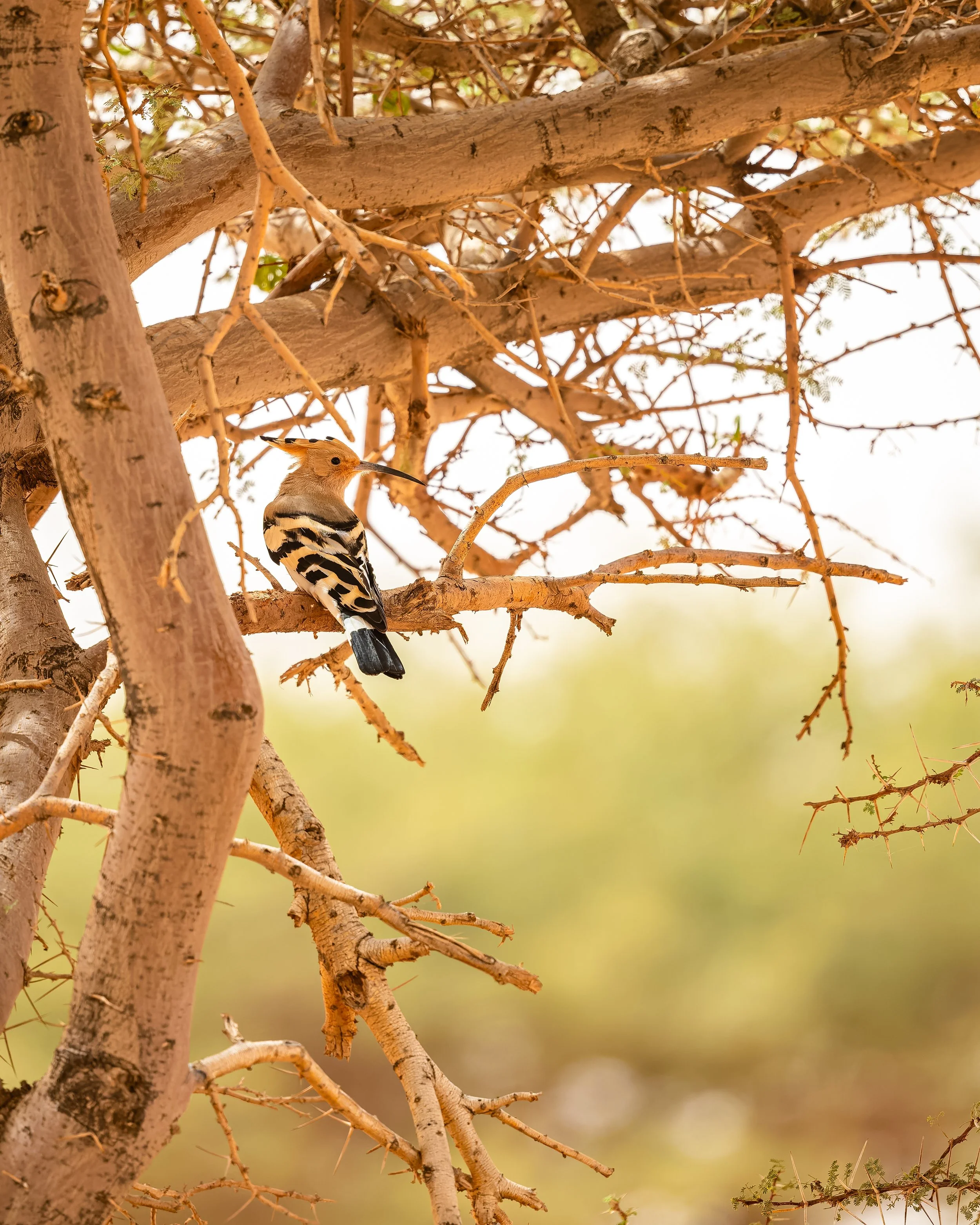 Hoopoe