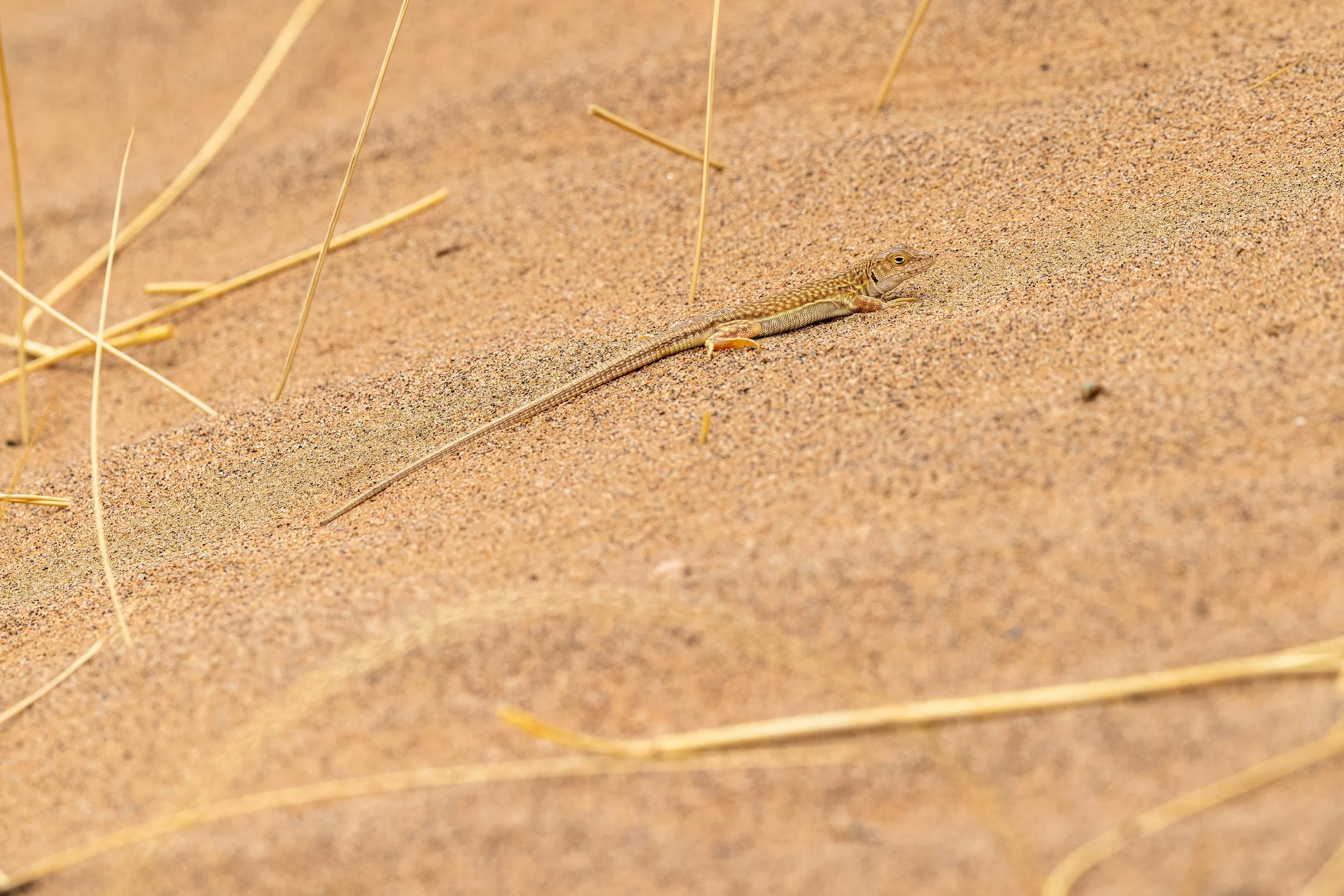 Duméril's fringe-fingered lizard