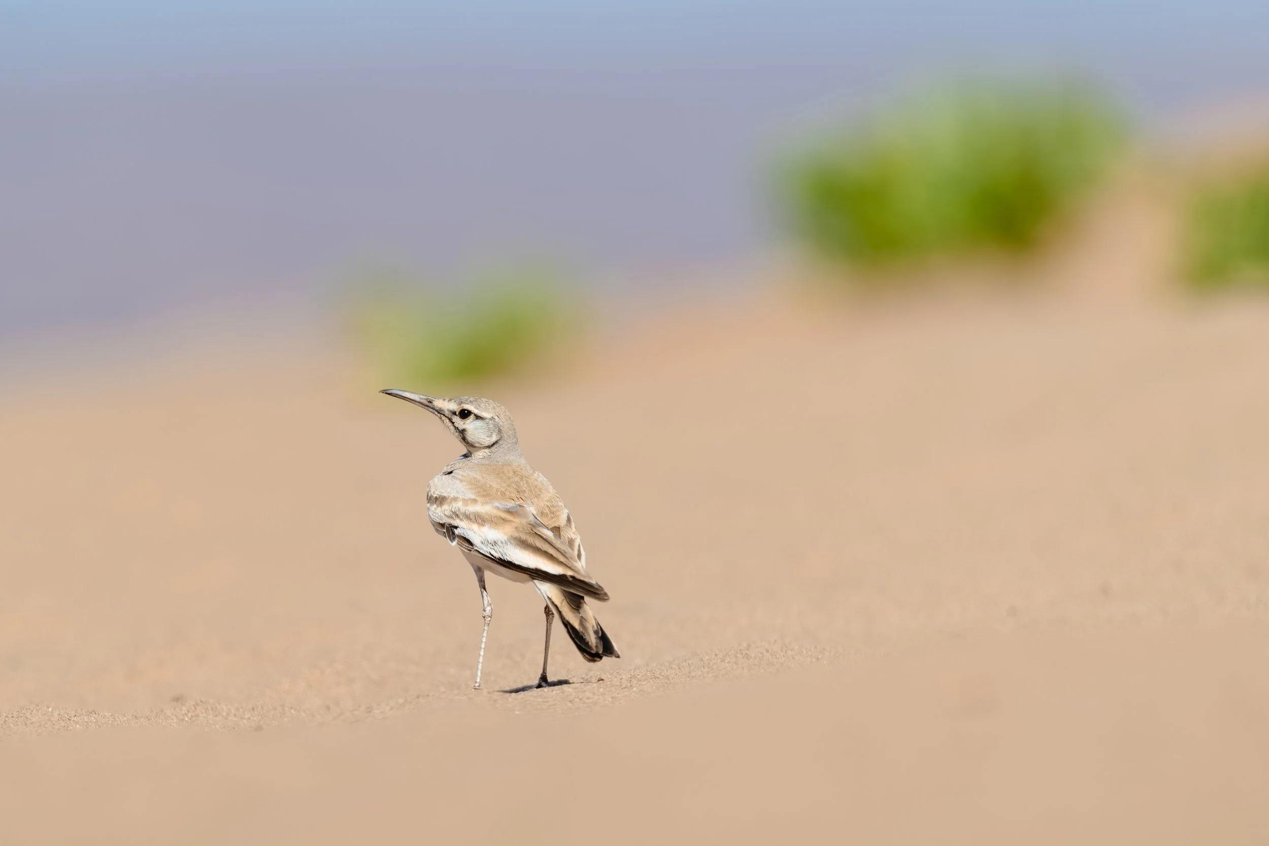 Greater Hoopoe Lark