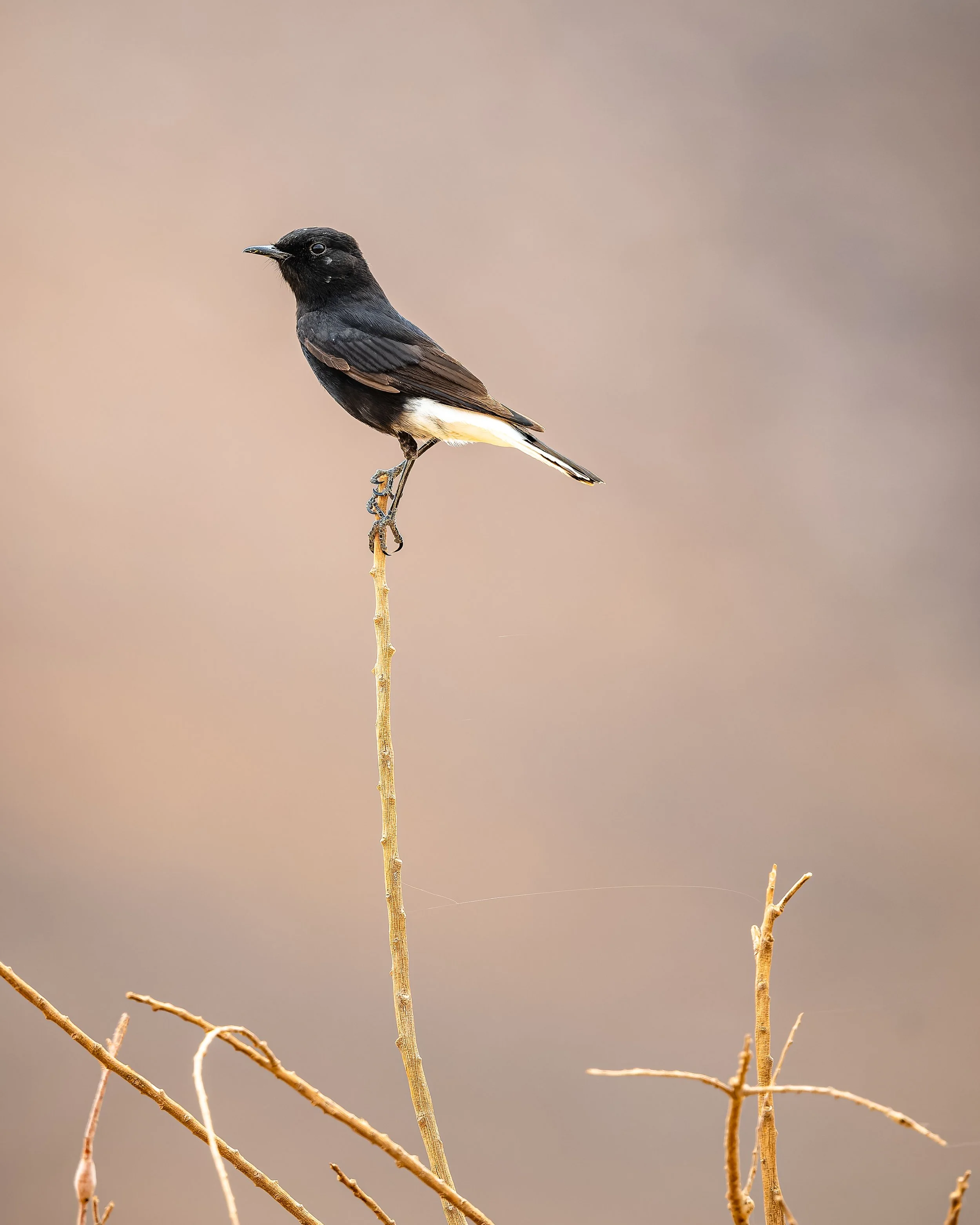 White Crowned Wheatear