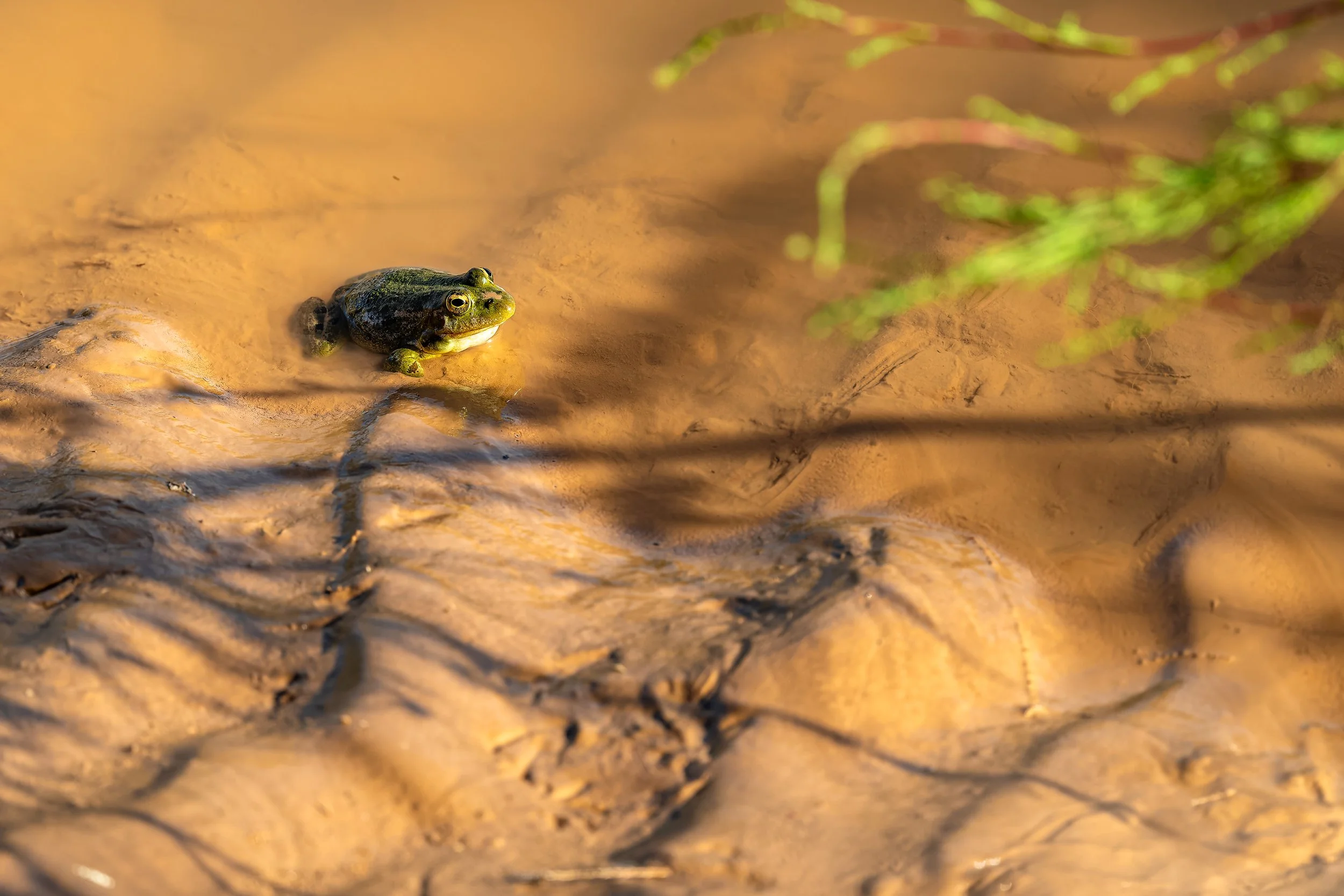North African Pond Frogs