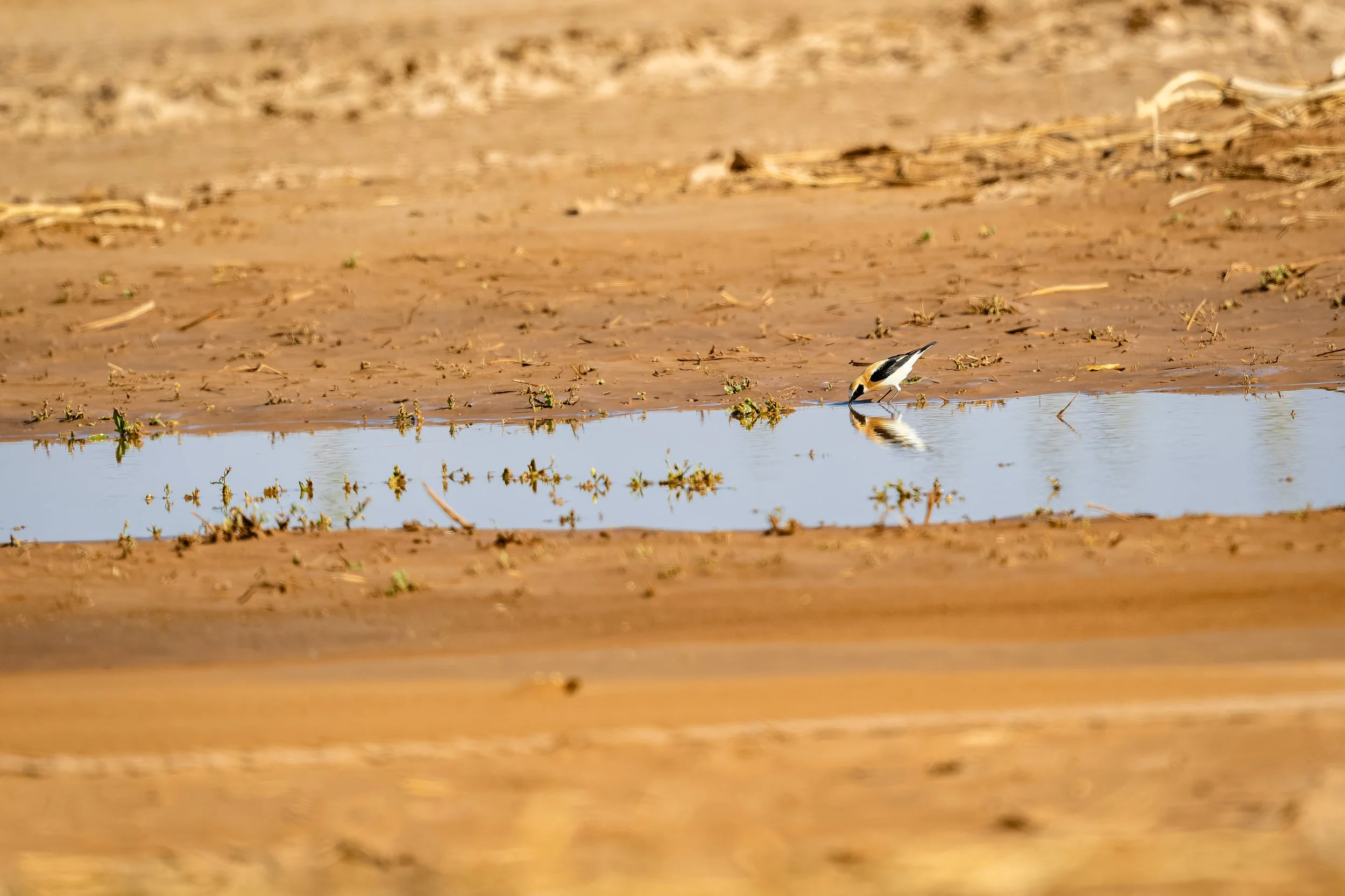 Black Crowned Wheatear