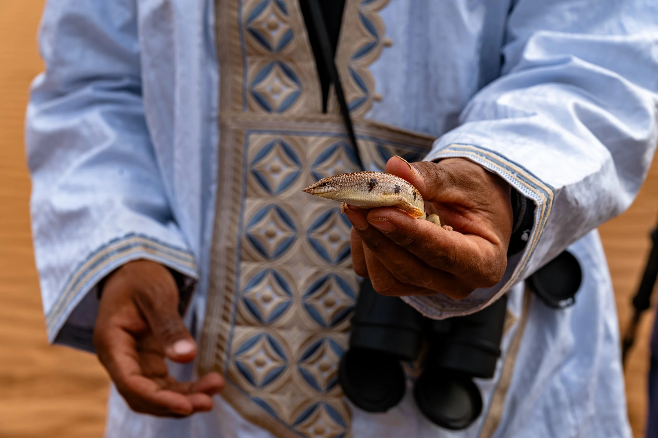 Brahim our Sahrawi guide tracks and finds  an elusive Sandfish