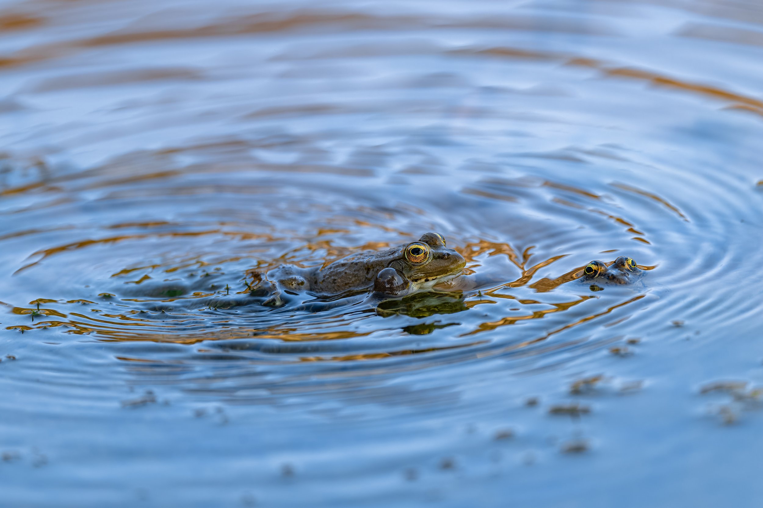 North African Pond Frogs