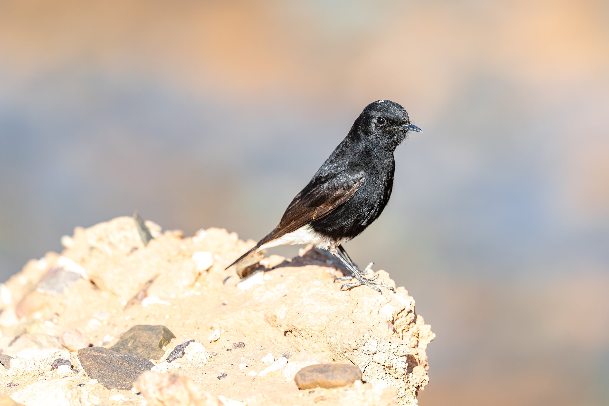 White Crowned Wheatear