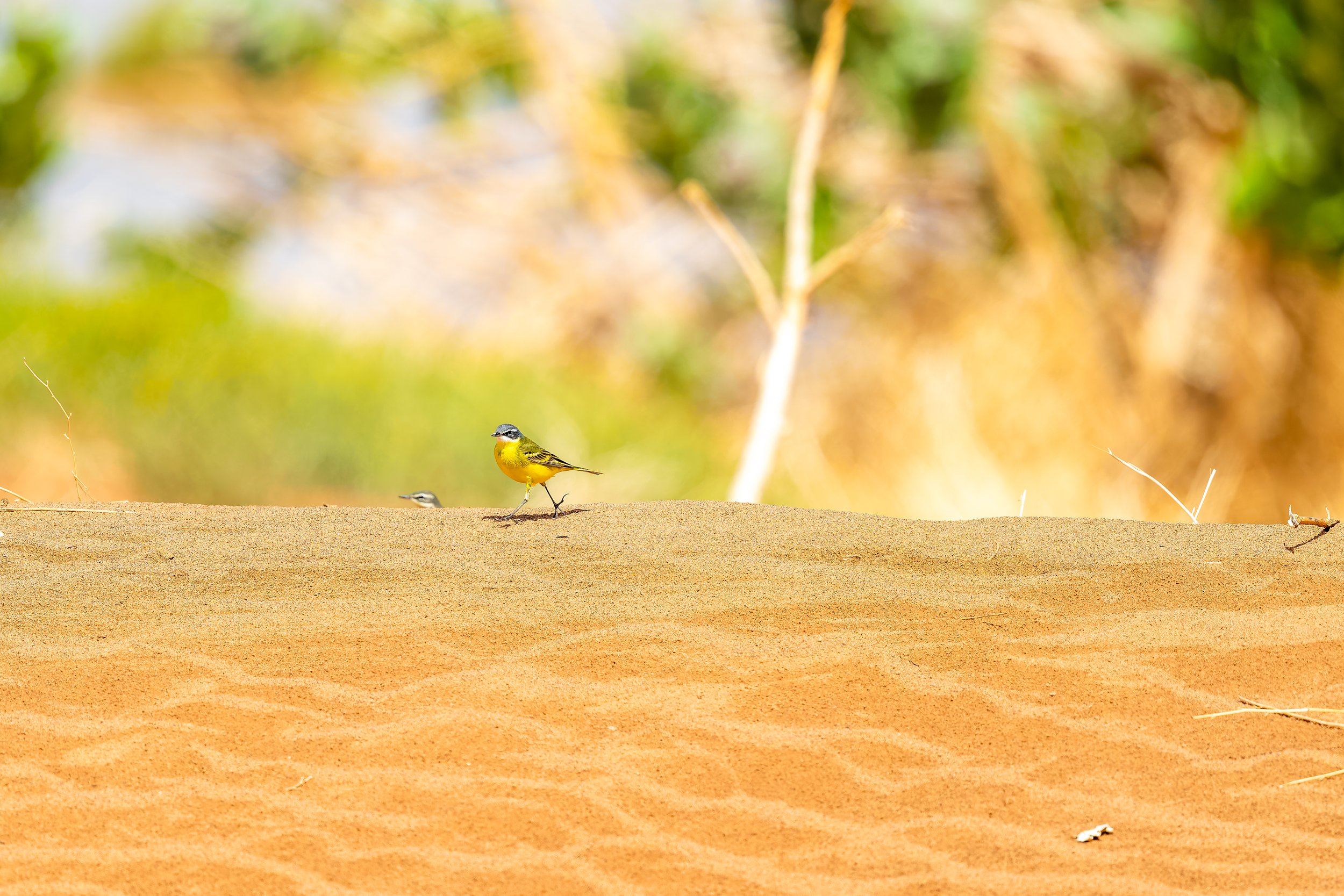 Yellow Wagtail