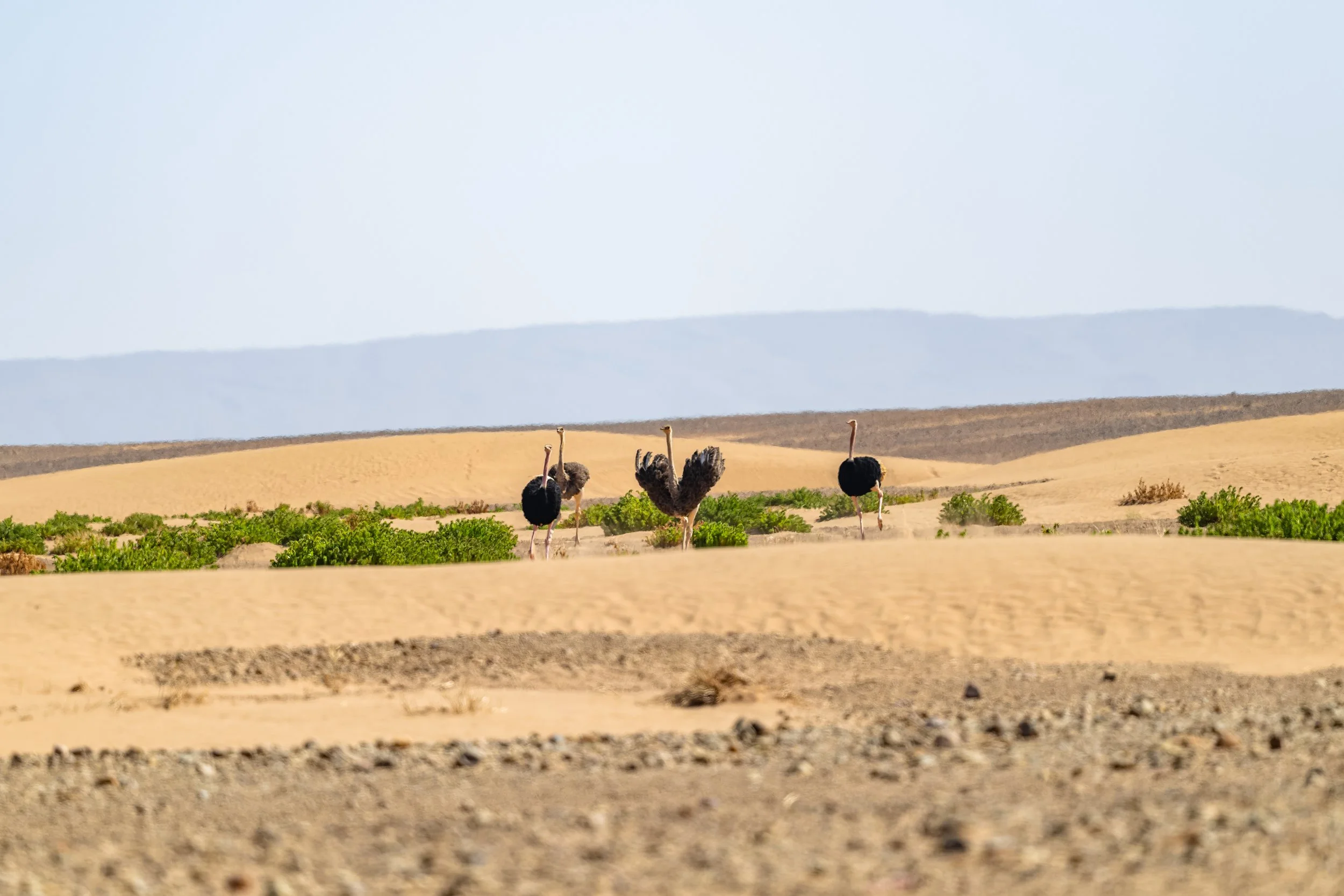 North African Ostrich 