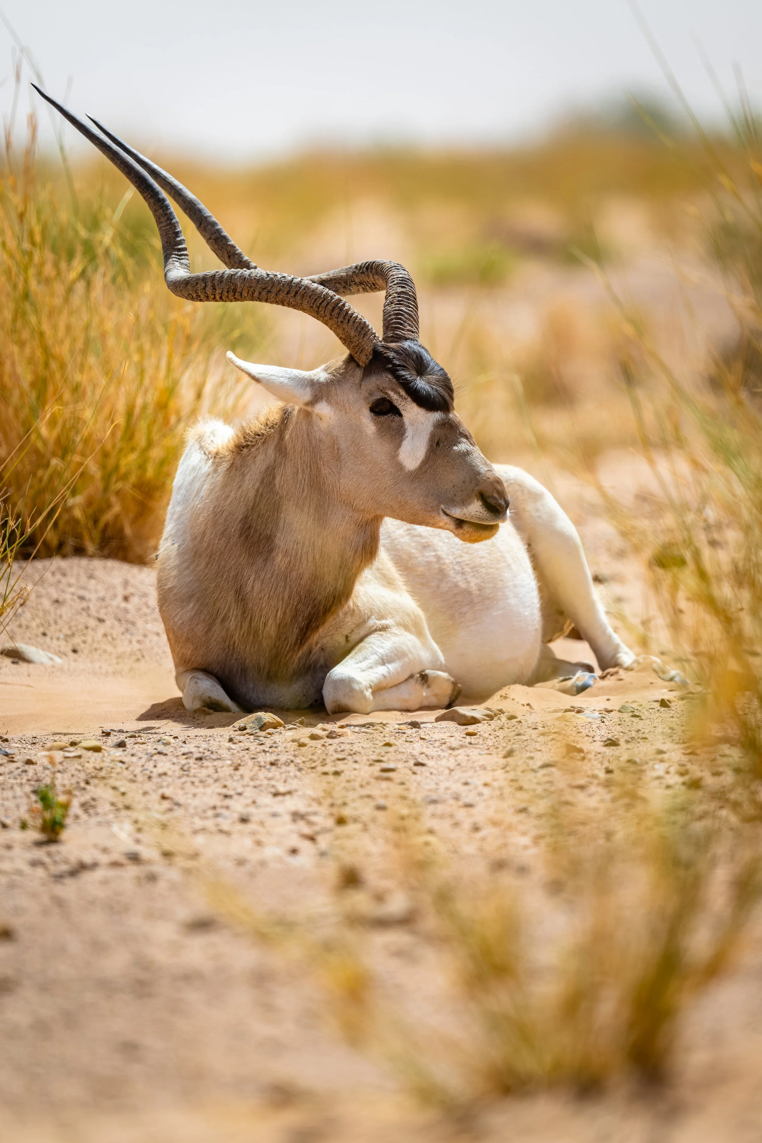 Addax 