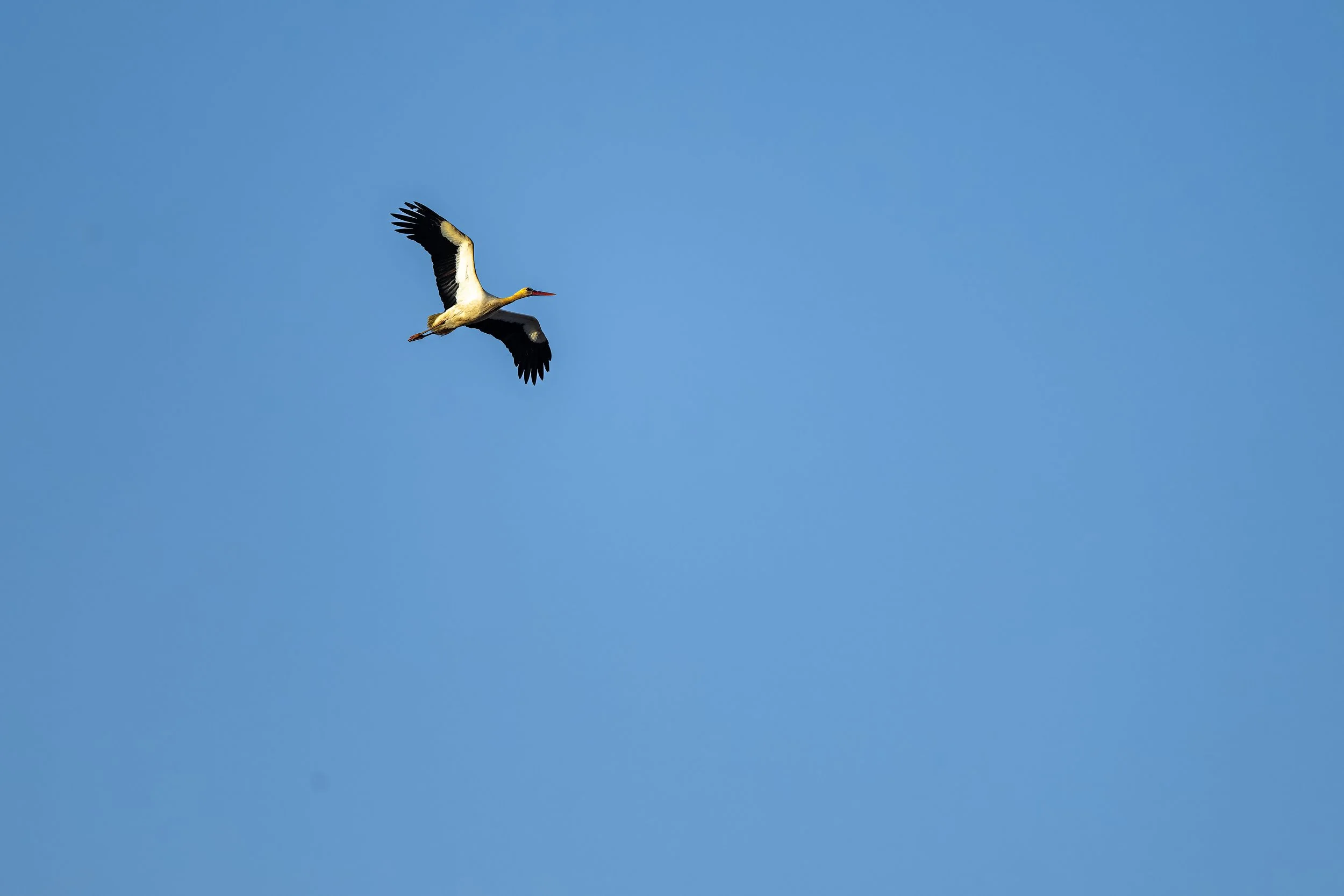 White Stork