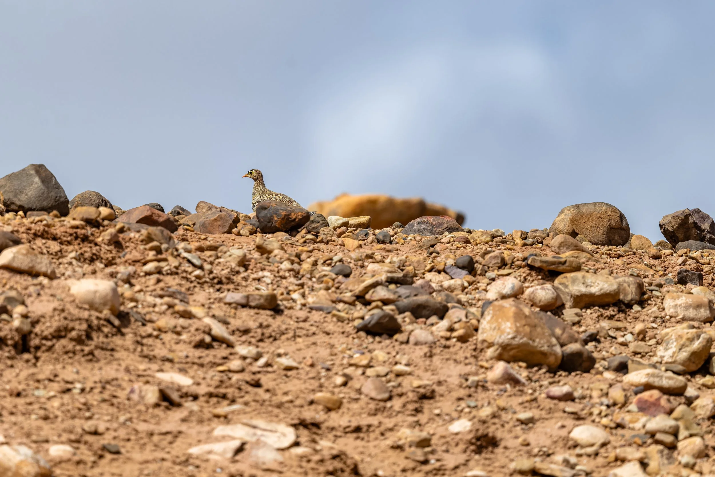 Lichtenstein's Sandgrouse 