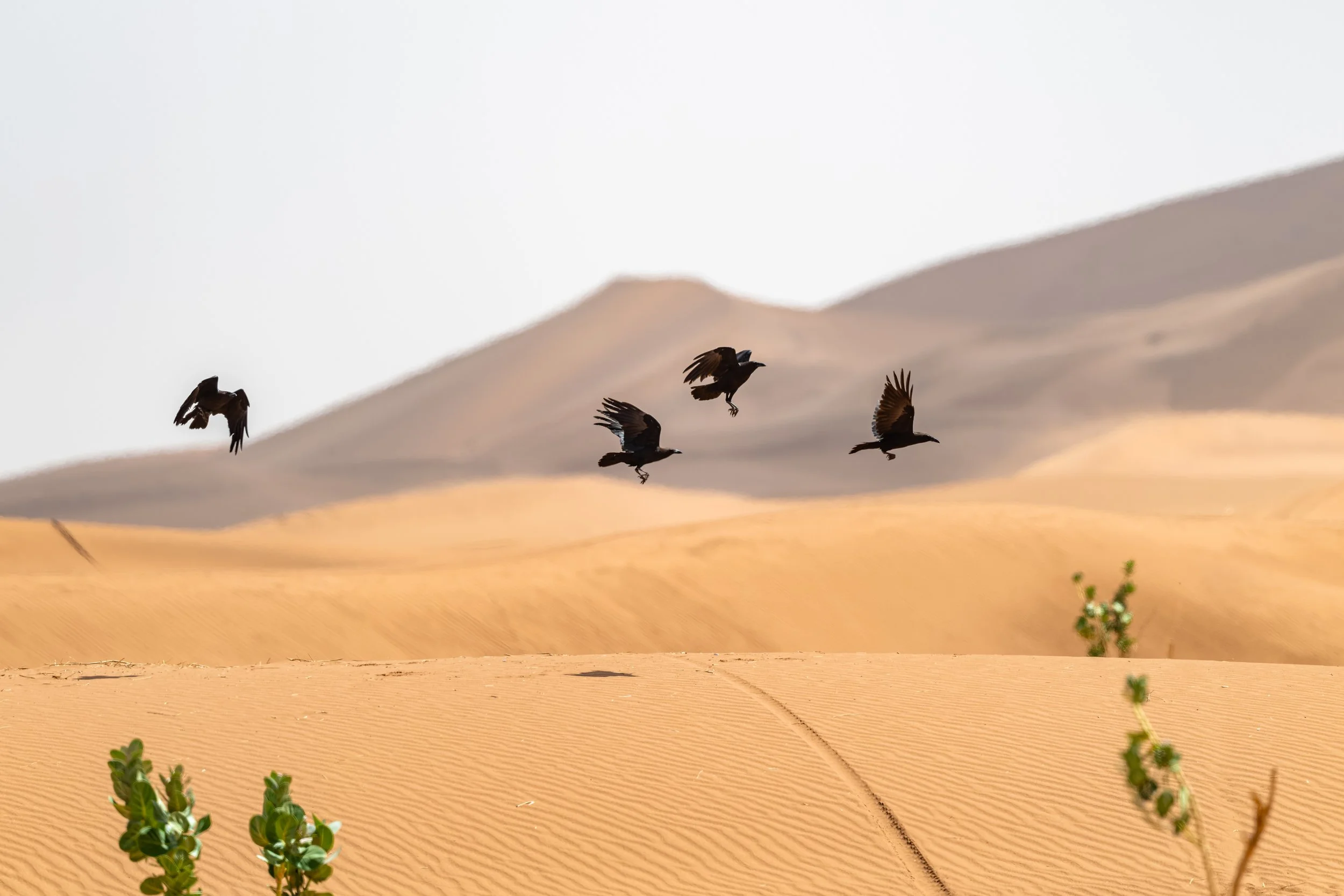 Brown Necked Ravens