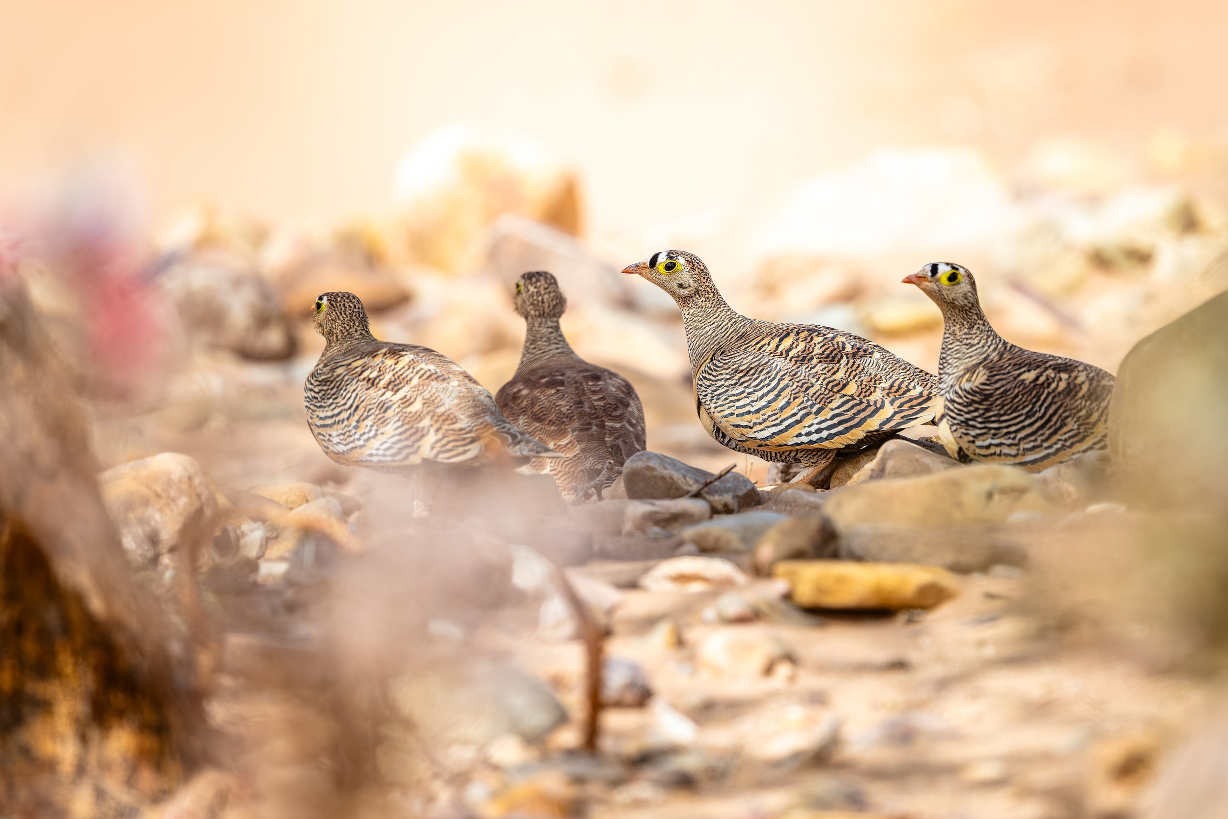 Lichtenstein's Sandgrouse 