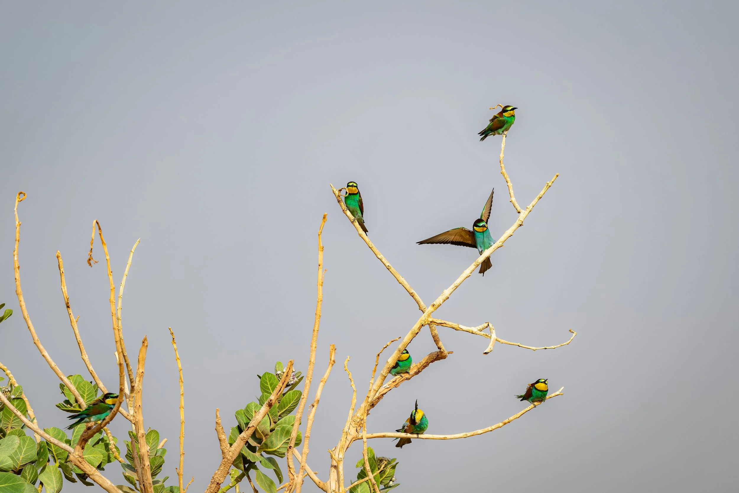 European Bee-Eaters