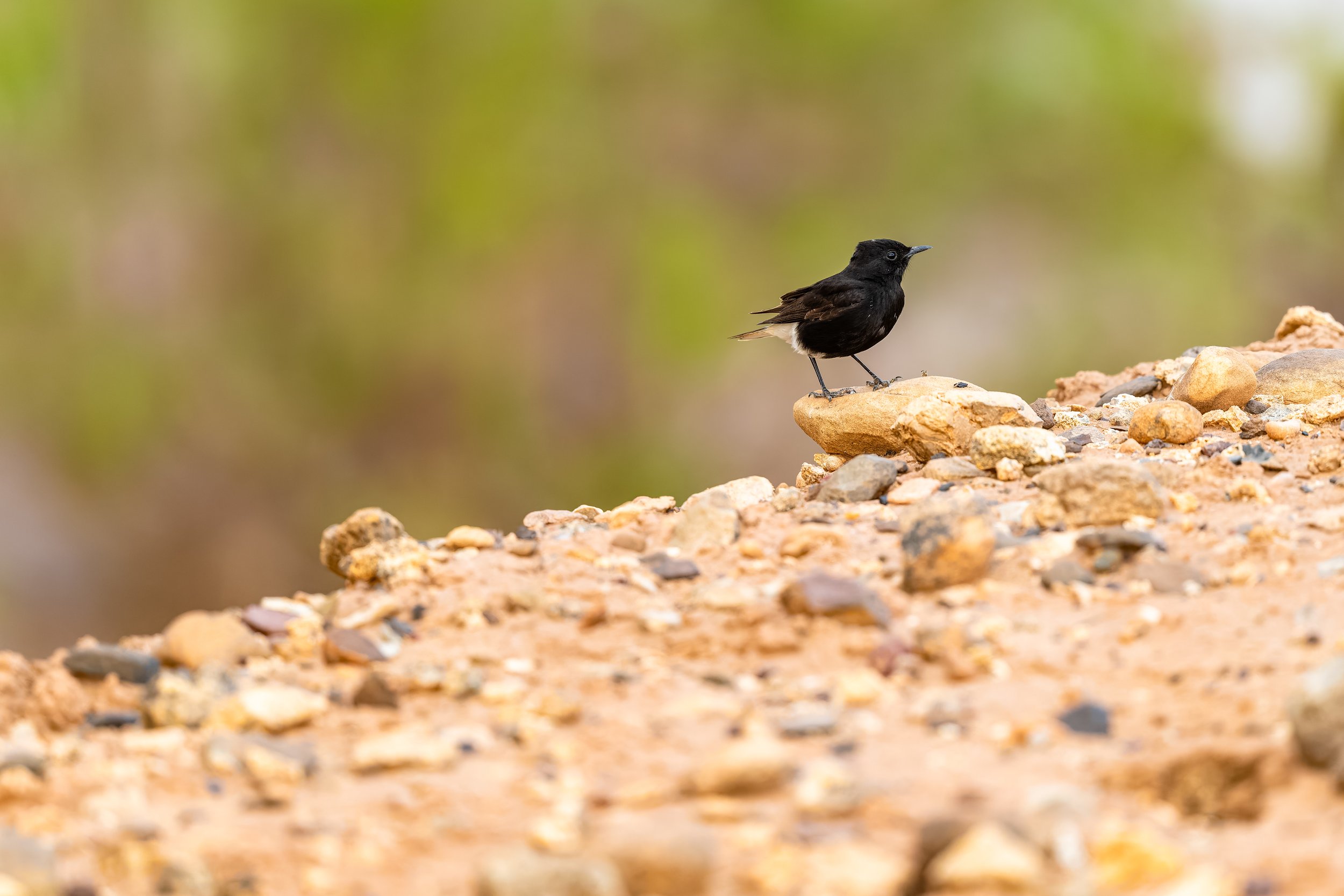 White Crowned Wheatear