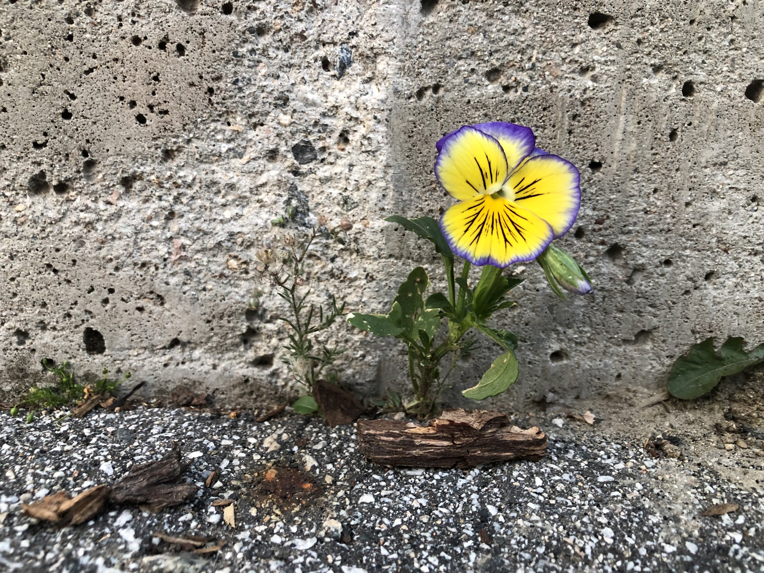 The Pansy in the Pavement