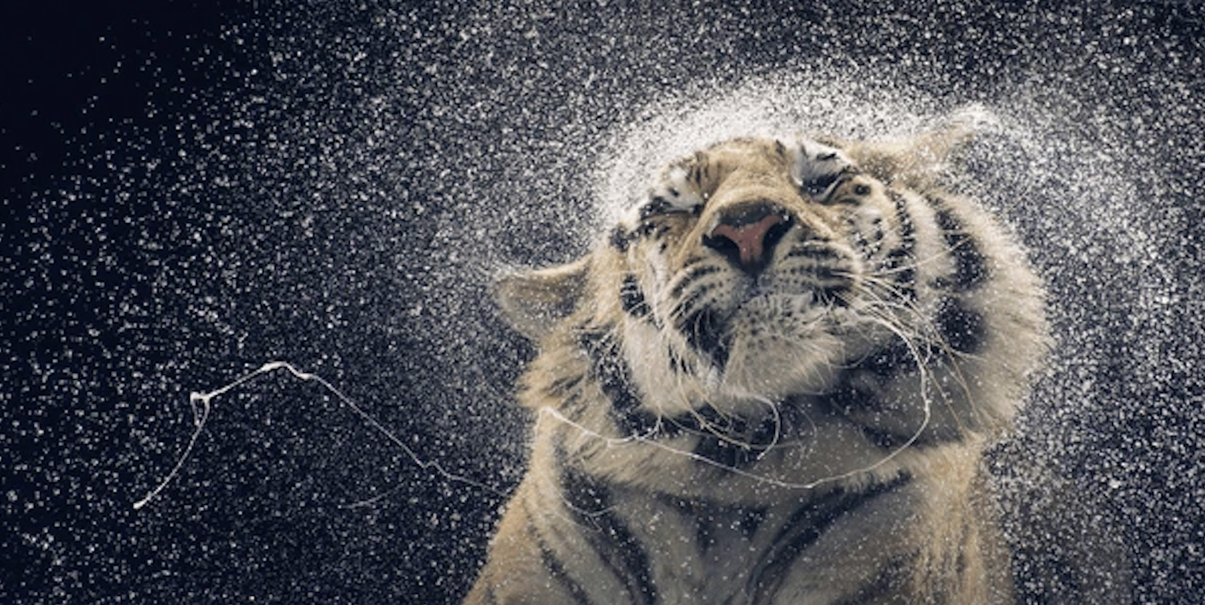 5-Minute Nervous System Resets: Shake it Off
