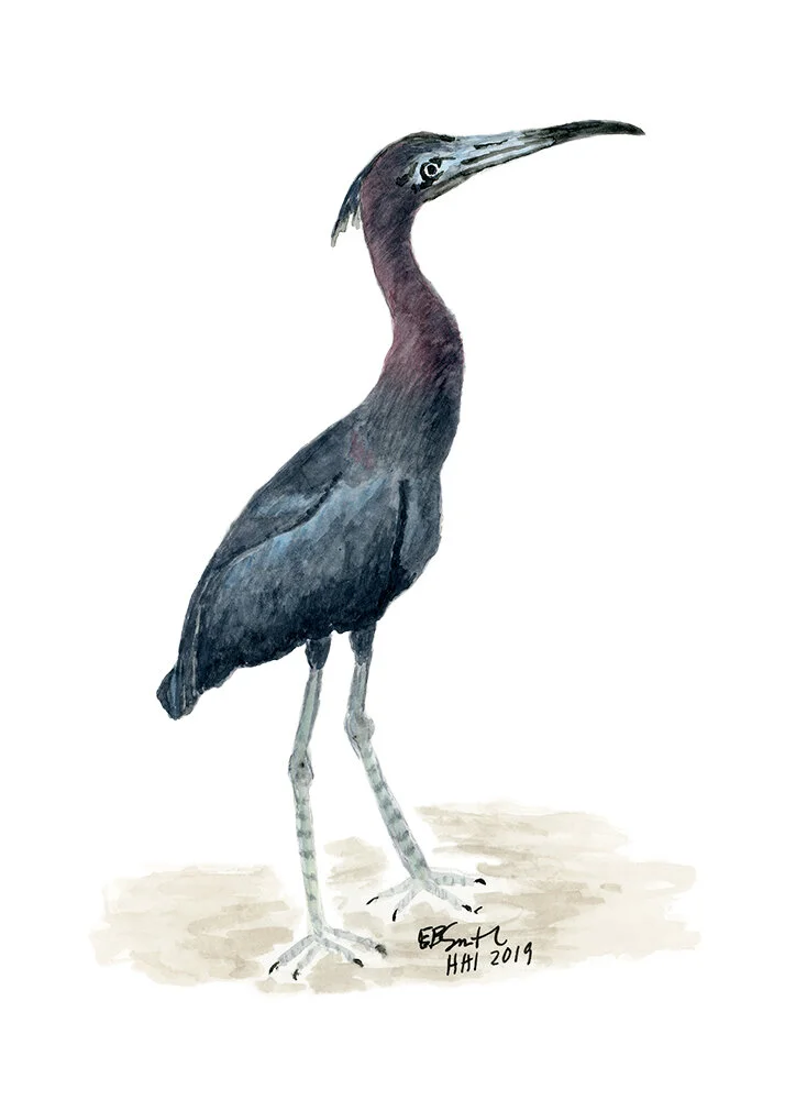 Little-Blue-Heron-by-MamaDuck-Art-Beth Smith.jpg